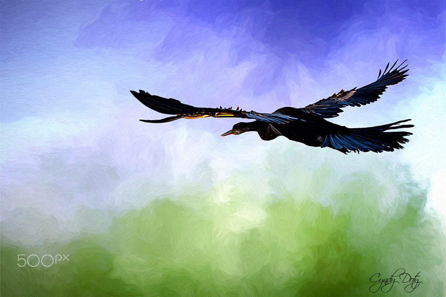 Canon EF-S 55-250mm F4-5.6 IS sample photo. Anhinga in flight photography