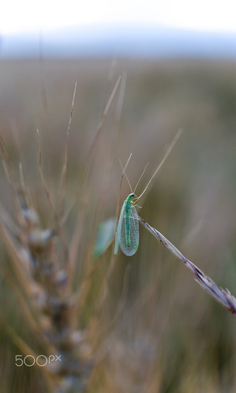 Nikon 1 J2 + Nikon 1 Nikkor 18.5mm F1.8 sample photo. Green lacewing in a field of barley photography