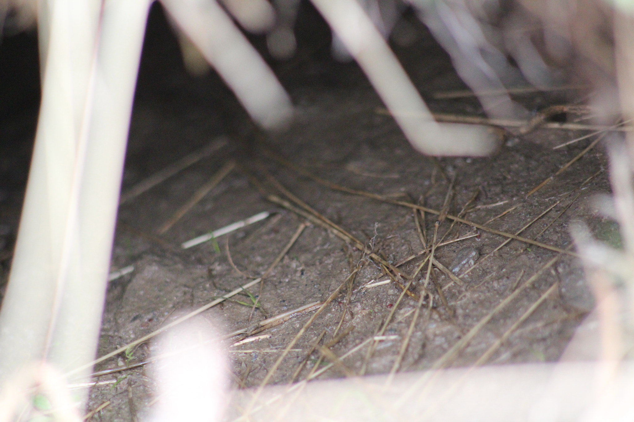 Canon EF 100-300mm F4.5-5.6 USM sample photo. Img photography