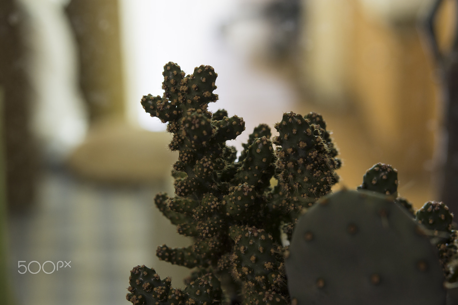 Nikon AF-S Micro-Nikkor 60mm F2.8G ED sample photo. Cactus at night photography