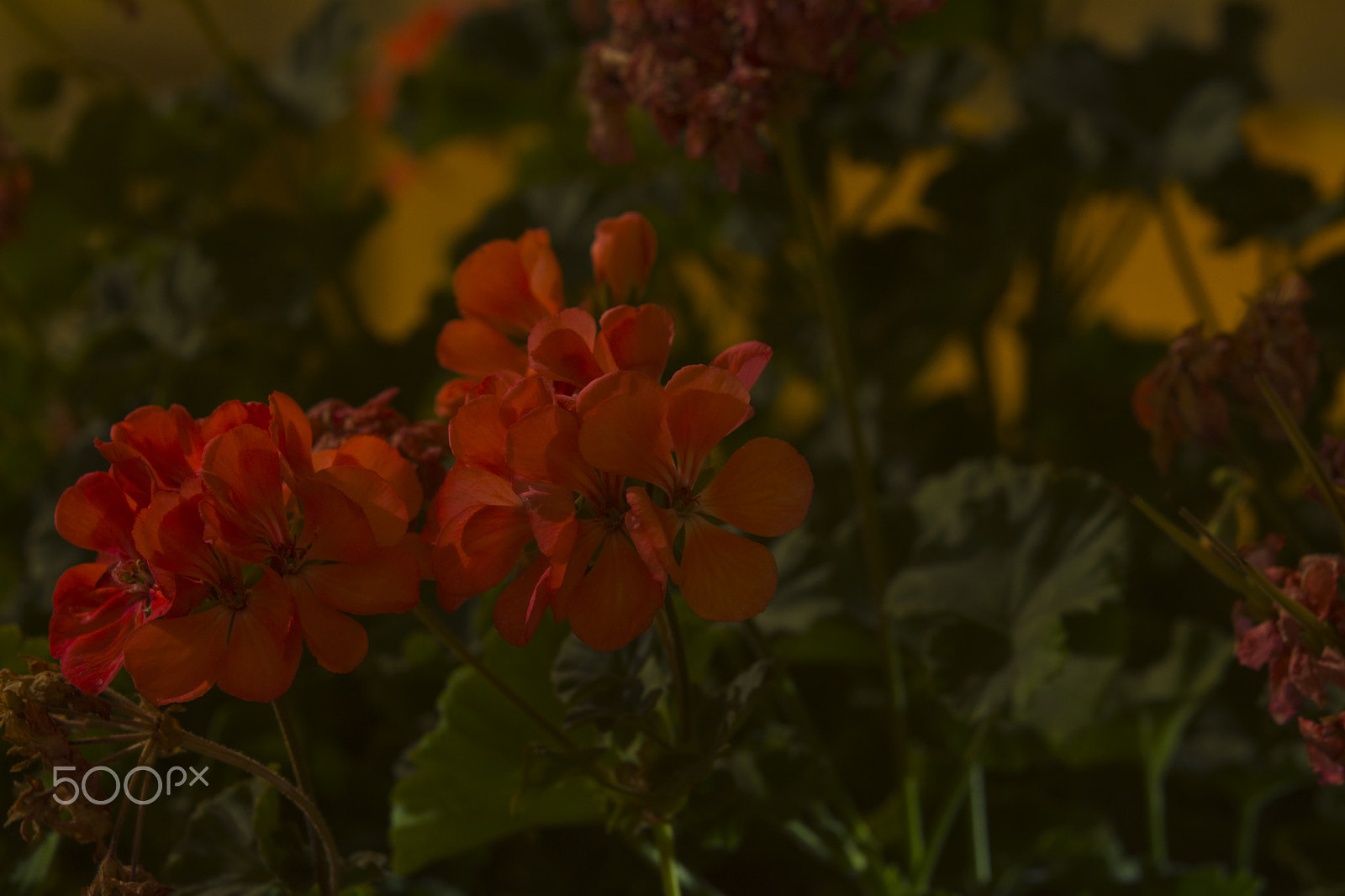 Nikon AF-S Micro-Nikkor 60mm F2.8G ED sample photo. Flowers at night photography