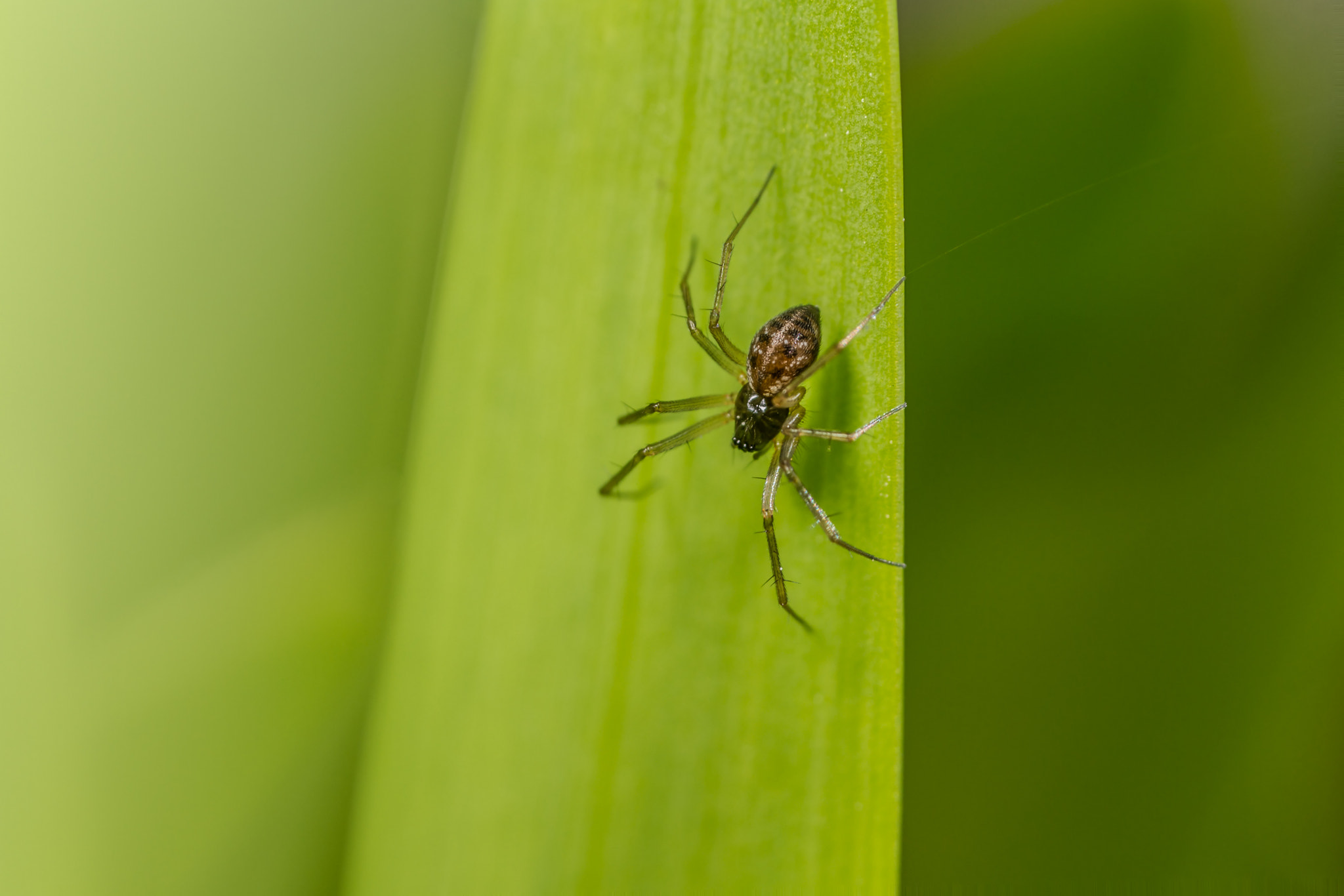 Canon MP-E 65mm F2.5 1-5x Macro Photo sample photo. Linyphiidae spider photography