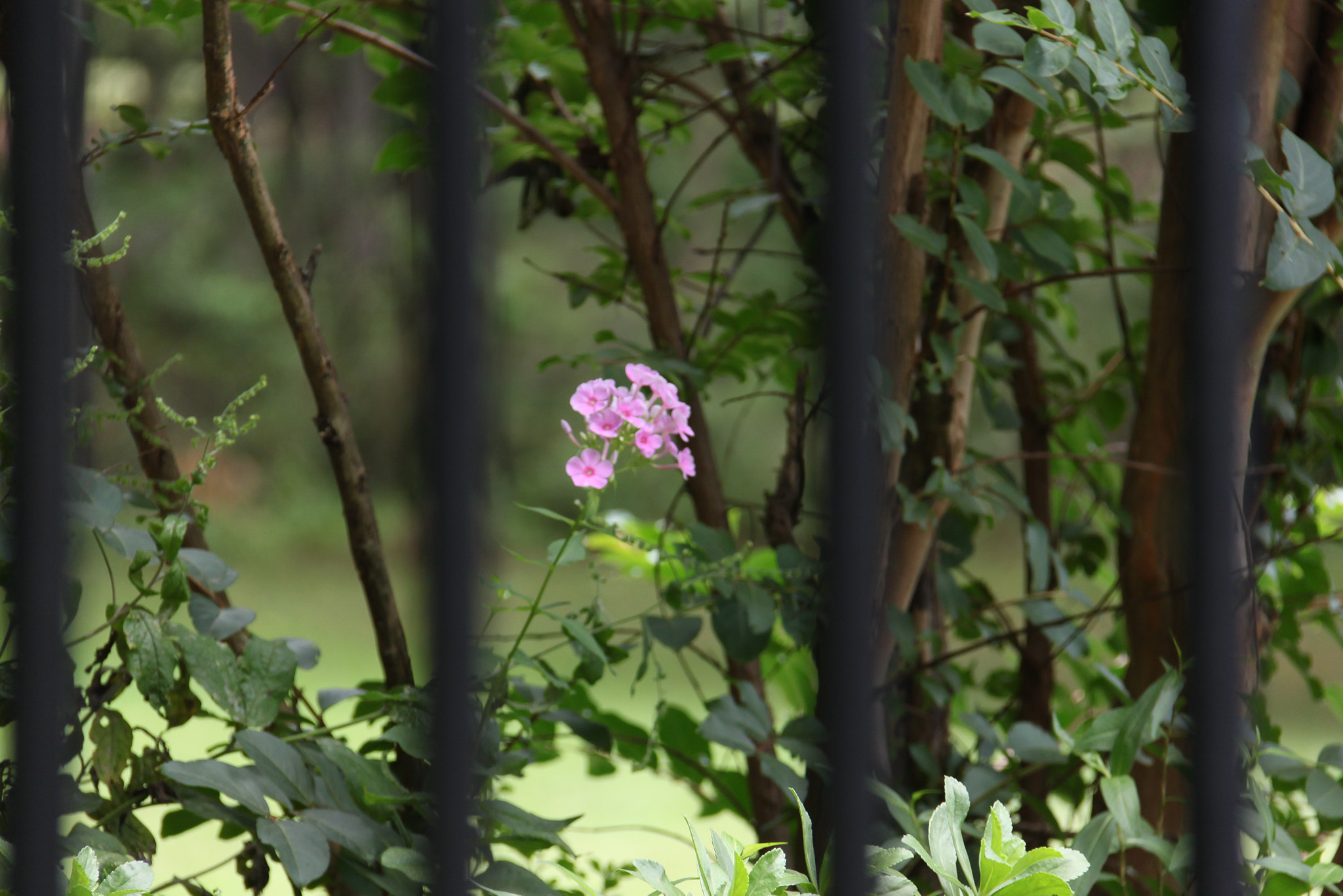 Canon EOS 500D (EOS Rebel T1i / EOS Kiss X3) sample photo. Lonely phlox photography