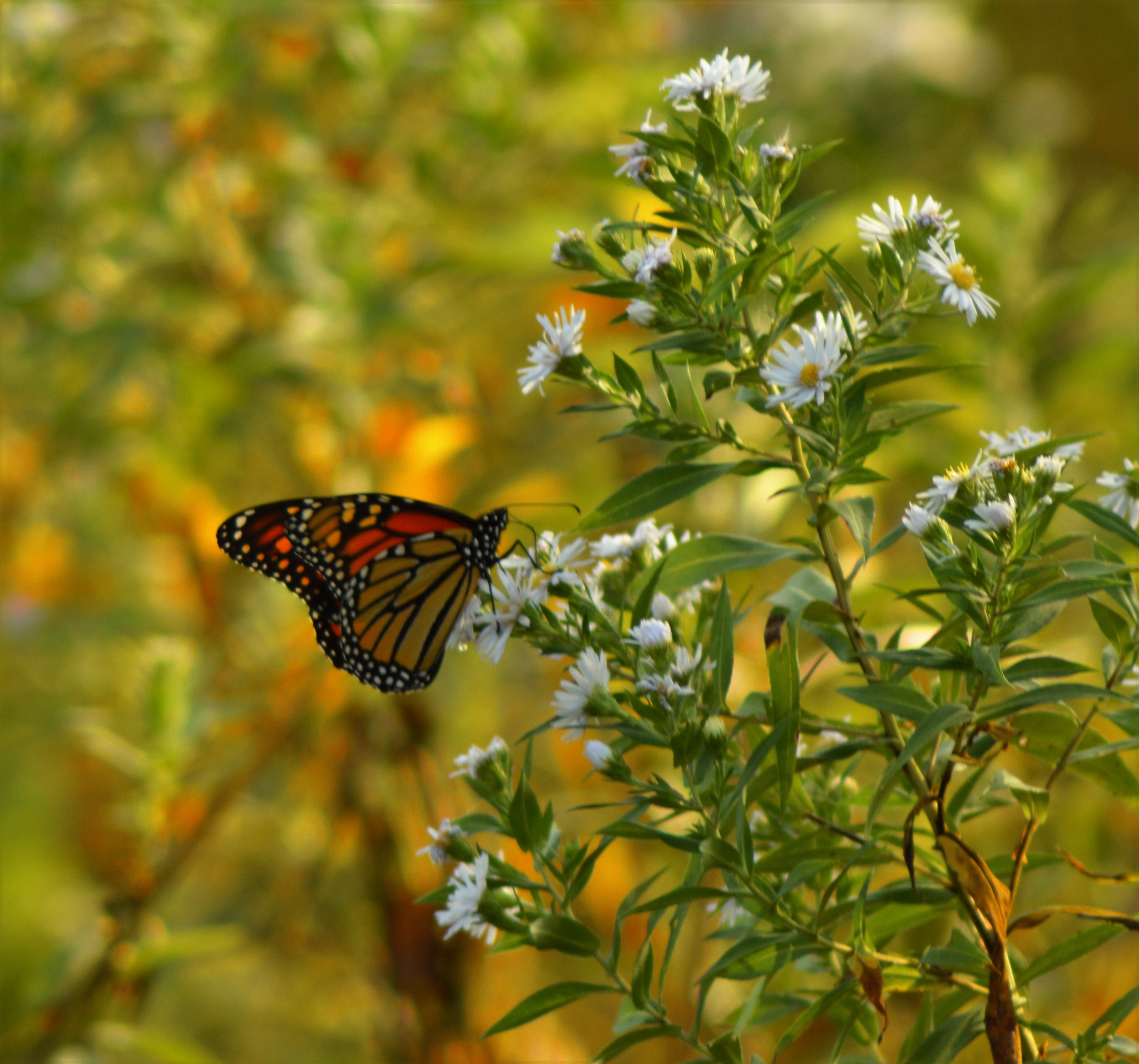 Nikon AF Nikkor 70-300mm F4-5.6G sample photo. Monarch photography