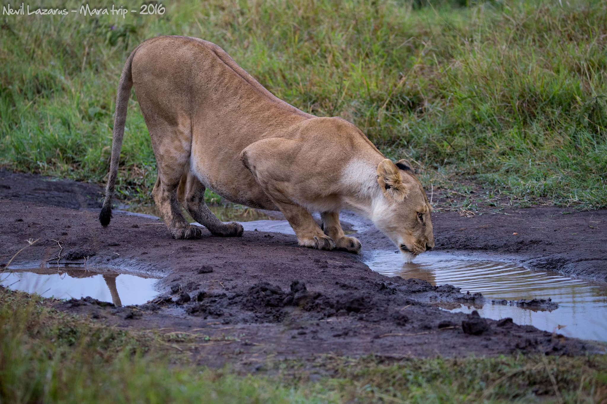 Canon EOS-1D X + Canon EF 200-400mm F4L IS USM Extender 1.4x sample photo. Lioness at a puddle photography