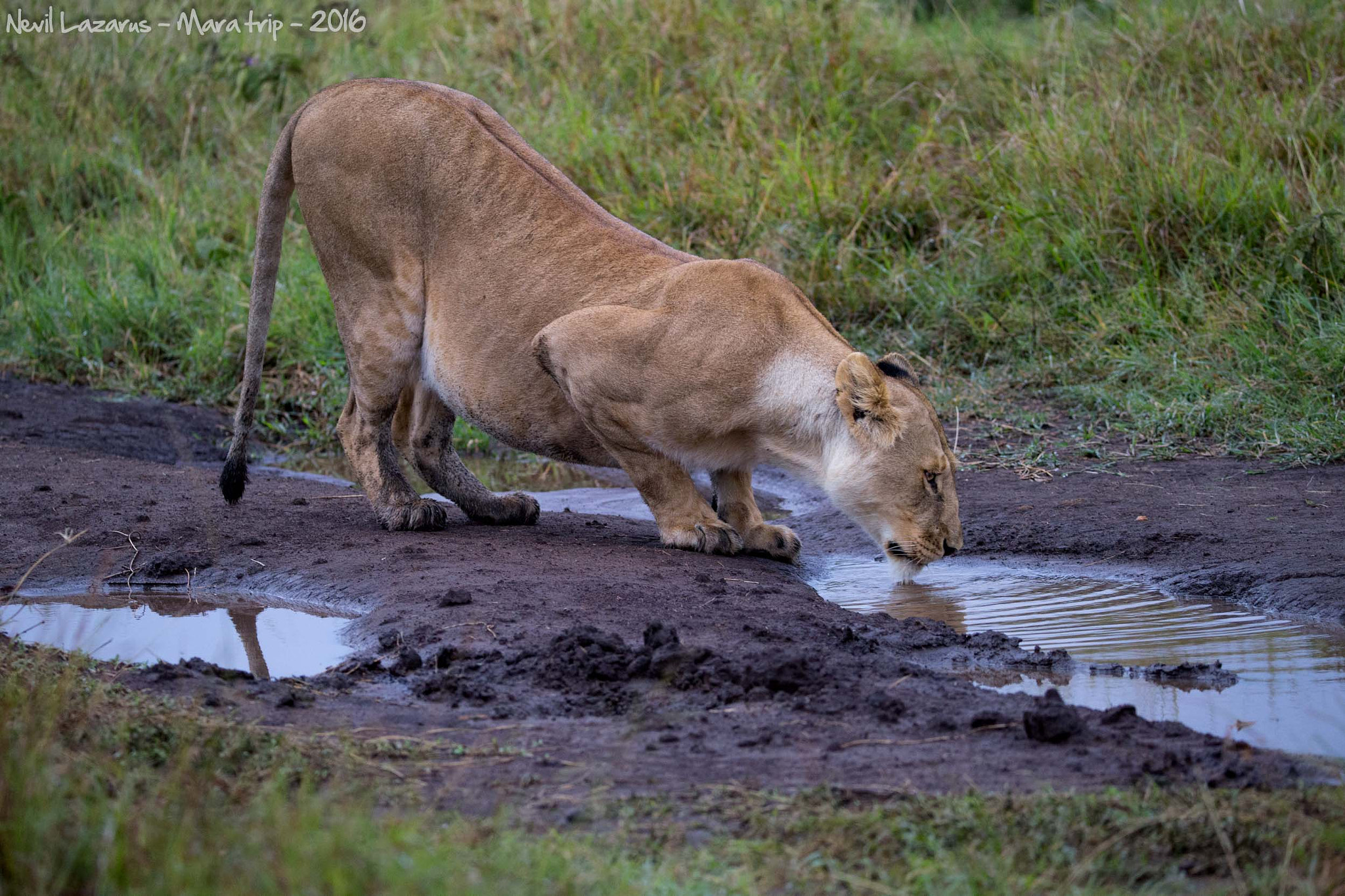 Canon EF 200-400mm F4L IS USM Extender 1.4x sample photo. Lioness at a puddle photography