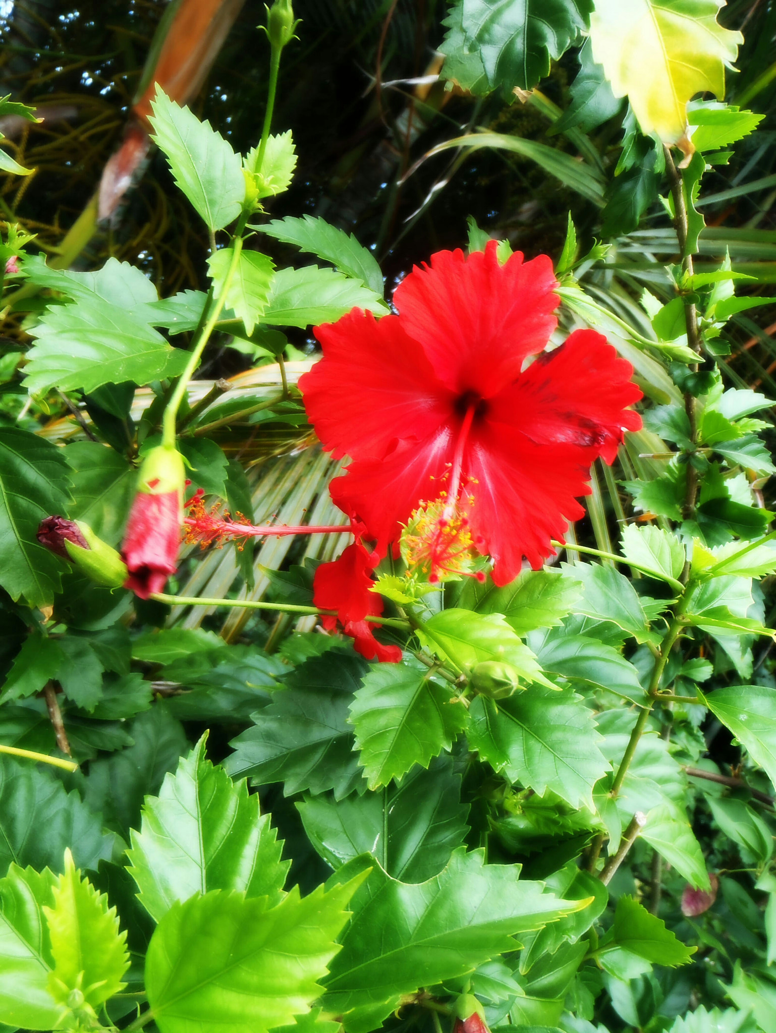 Olympus TG-310 sample photo. Hibiscus photography