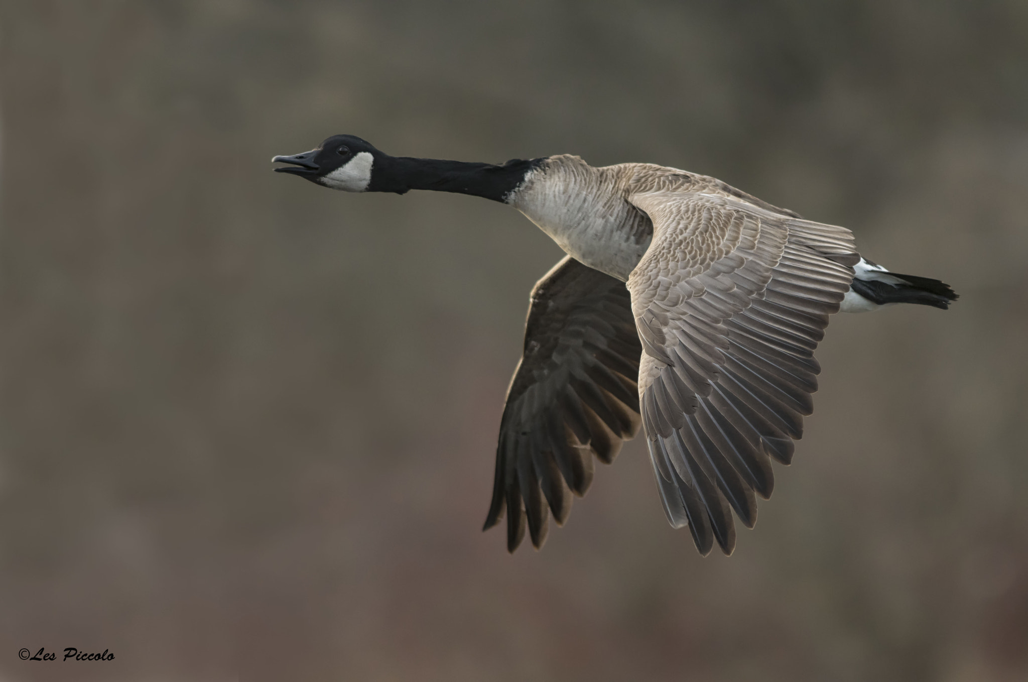 Nikon AF-S Nikkor 300mm F2.8G ED-IF VR sample photo. Canada goose photography