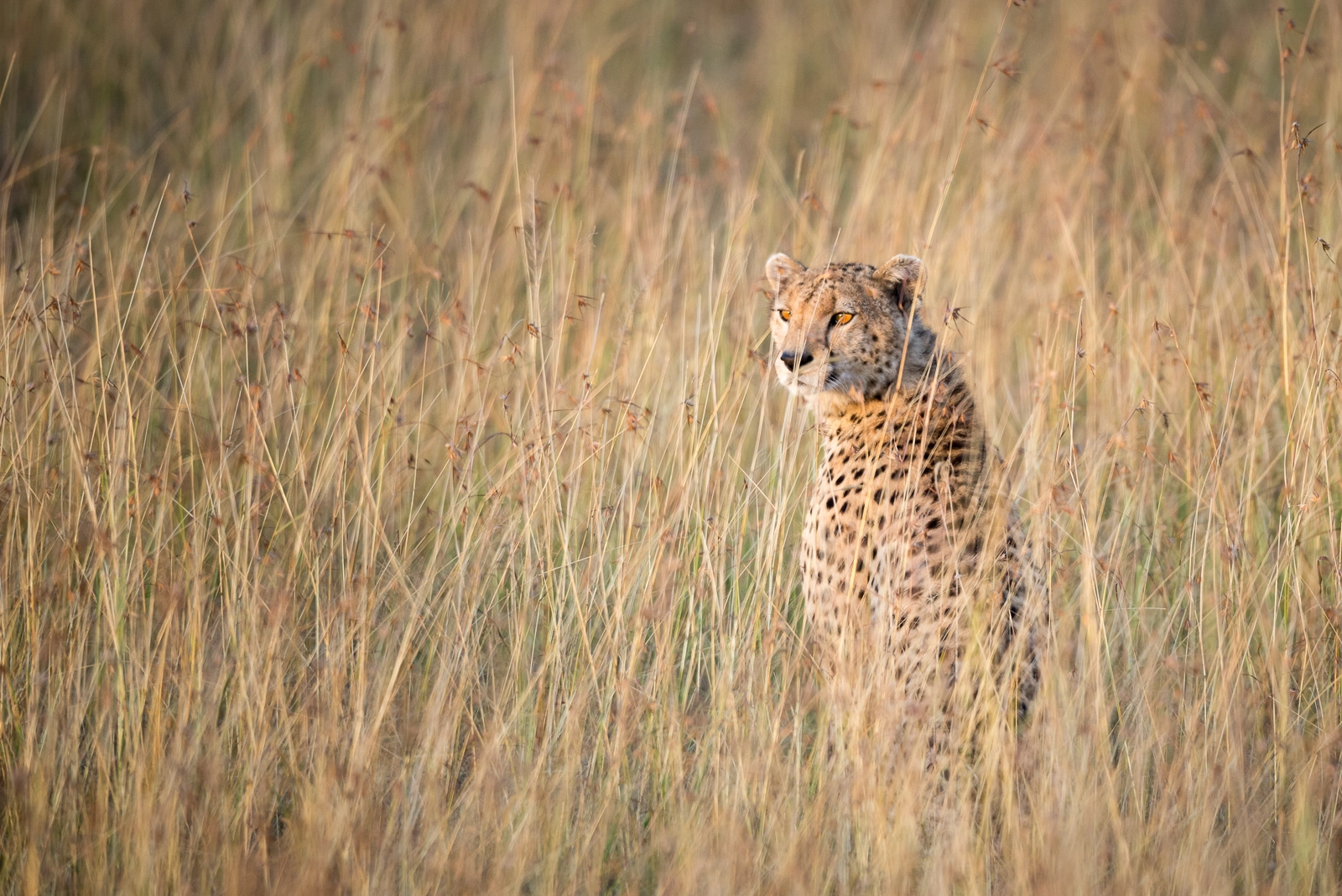 Sigma 150-600mm F5-6.3 DG OS HSM | S sample photo. Masai marah cheetah photography