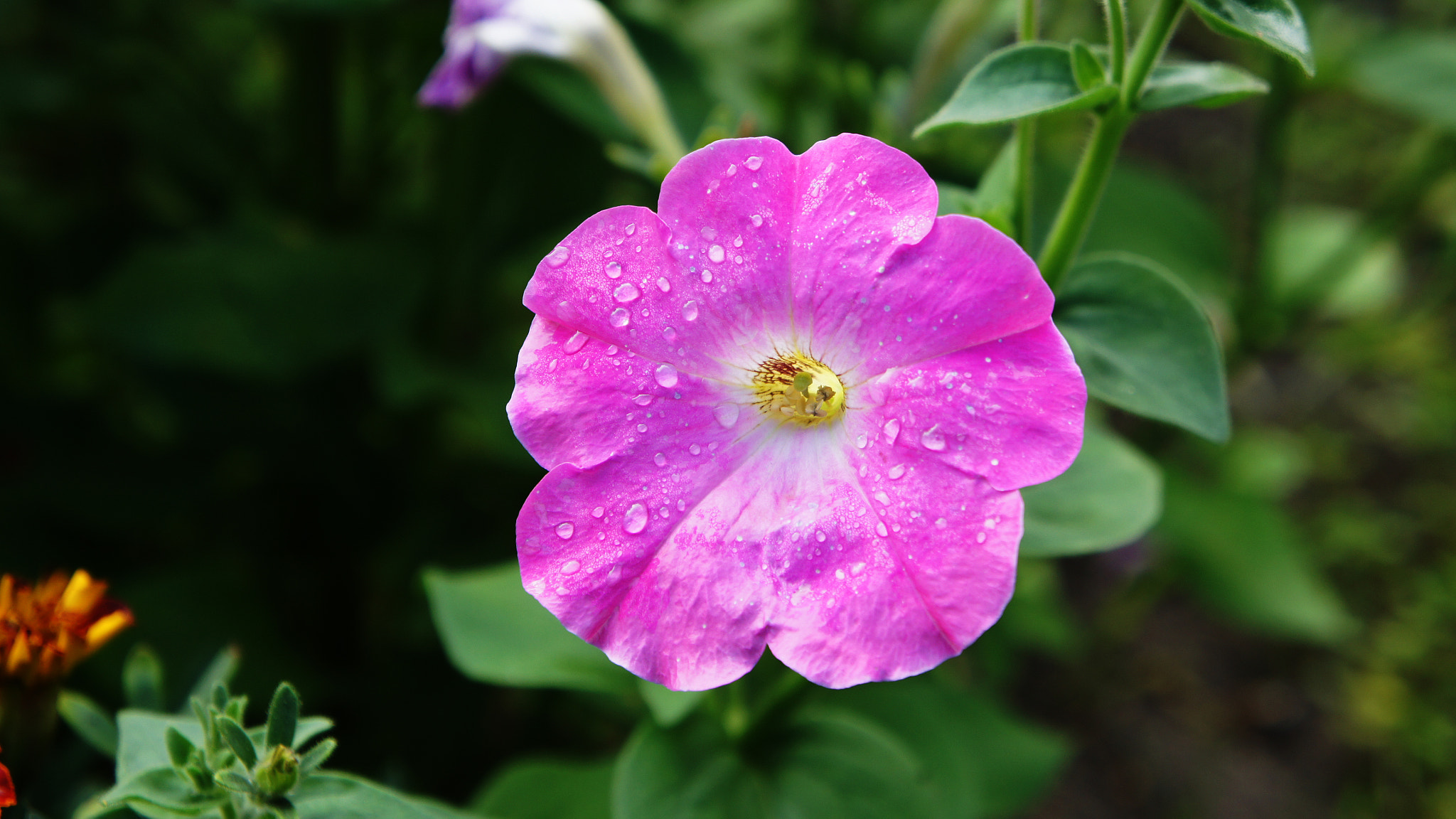 Sony Alpha NEX-3 sample photo. Flowers photography