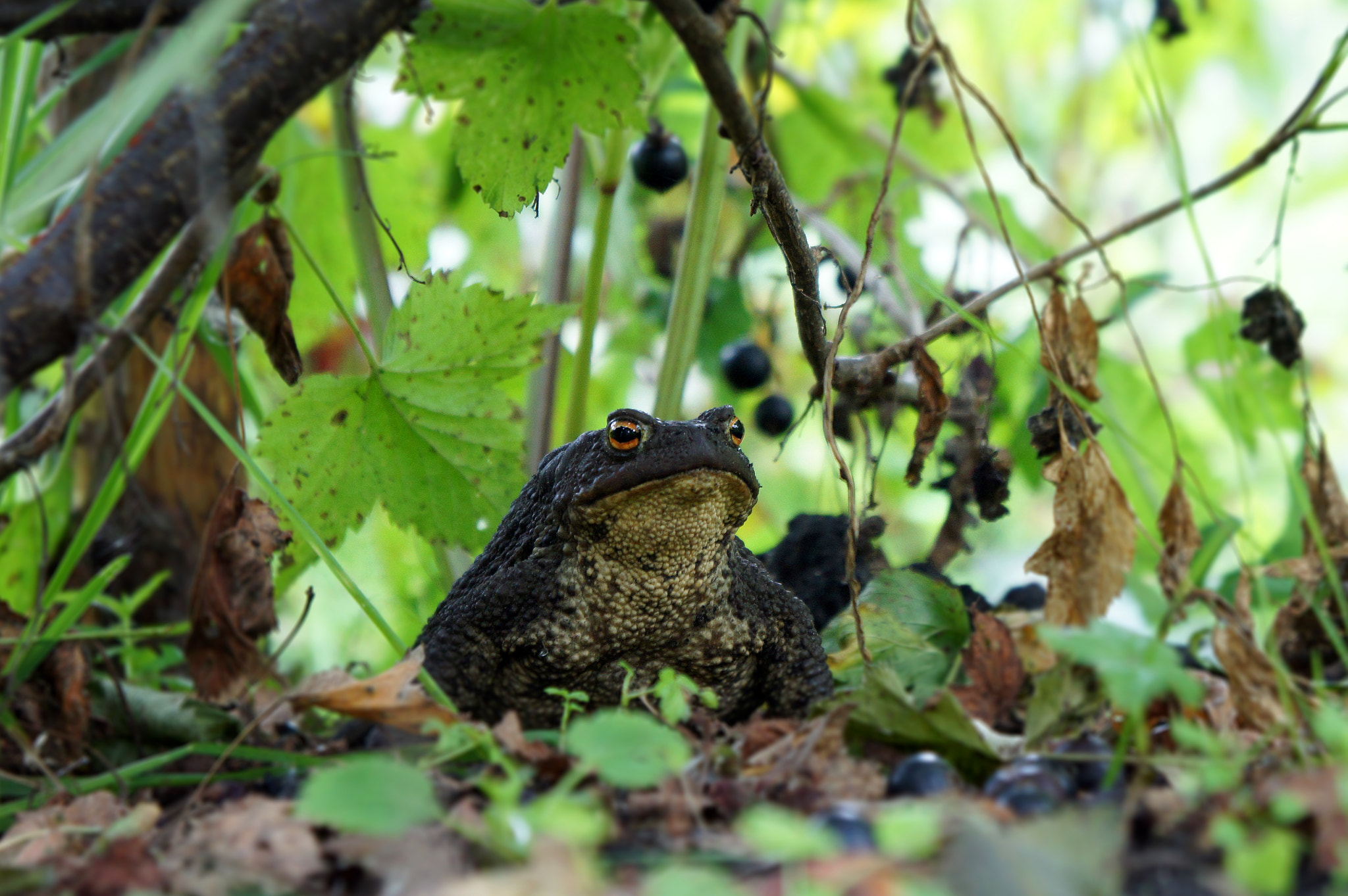 Sony Alpha NEX-3 + Sony E 18-55mm F3.5-5.6 OSS sample photo. Toad in garden photography