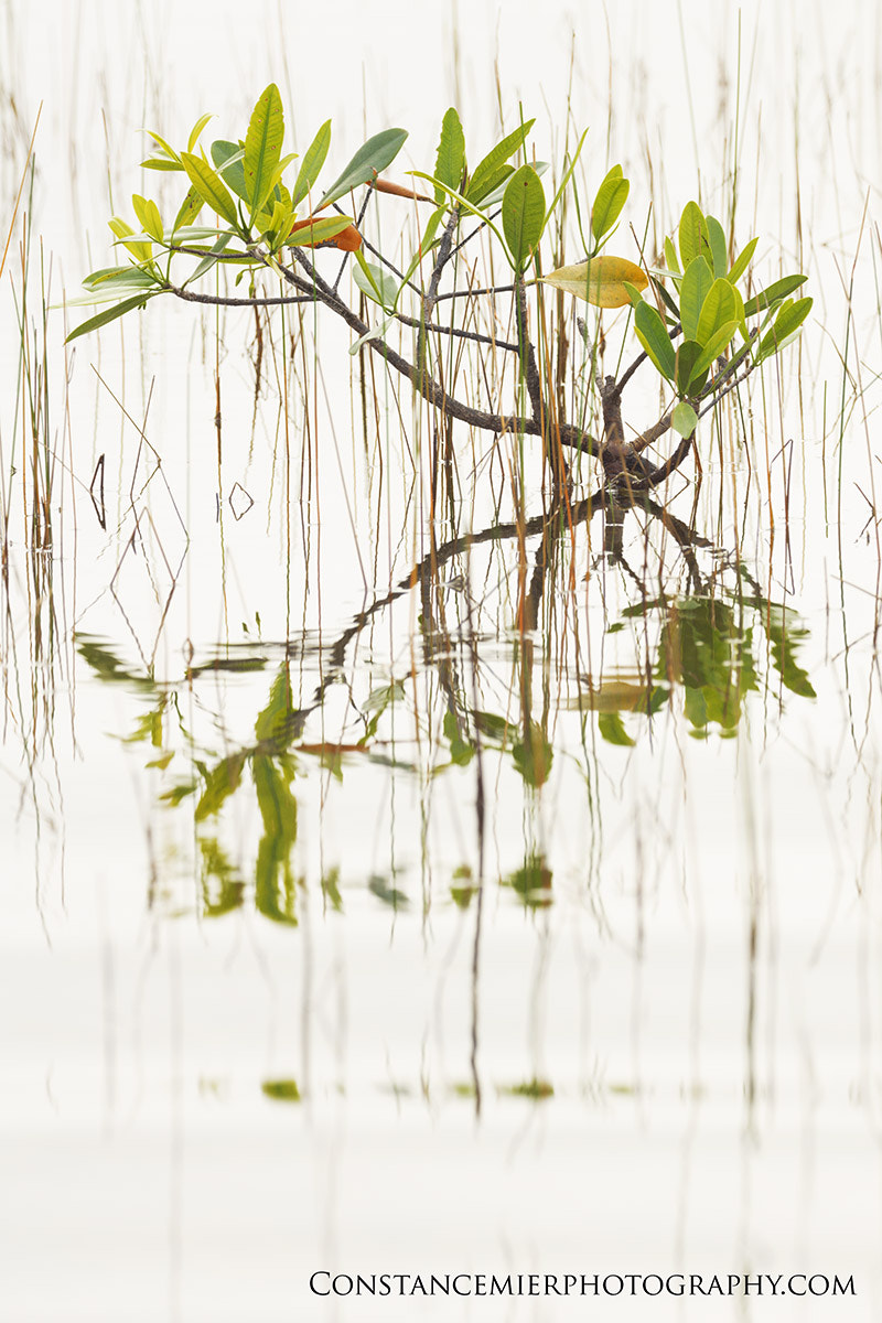 Sony SLT-A77 + Sigma 180mm F3.5 EX DG Macro sample photo. Mangrove ripples photography