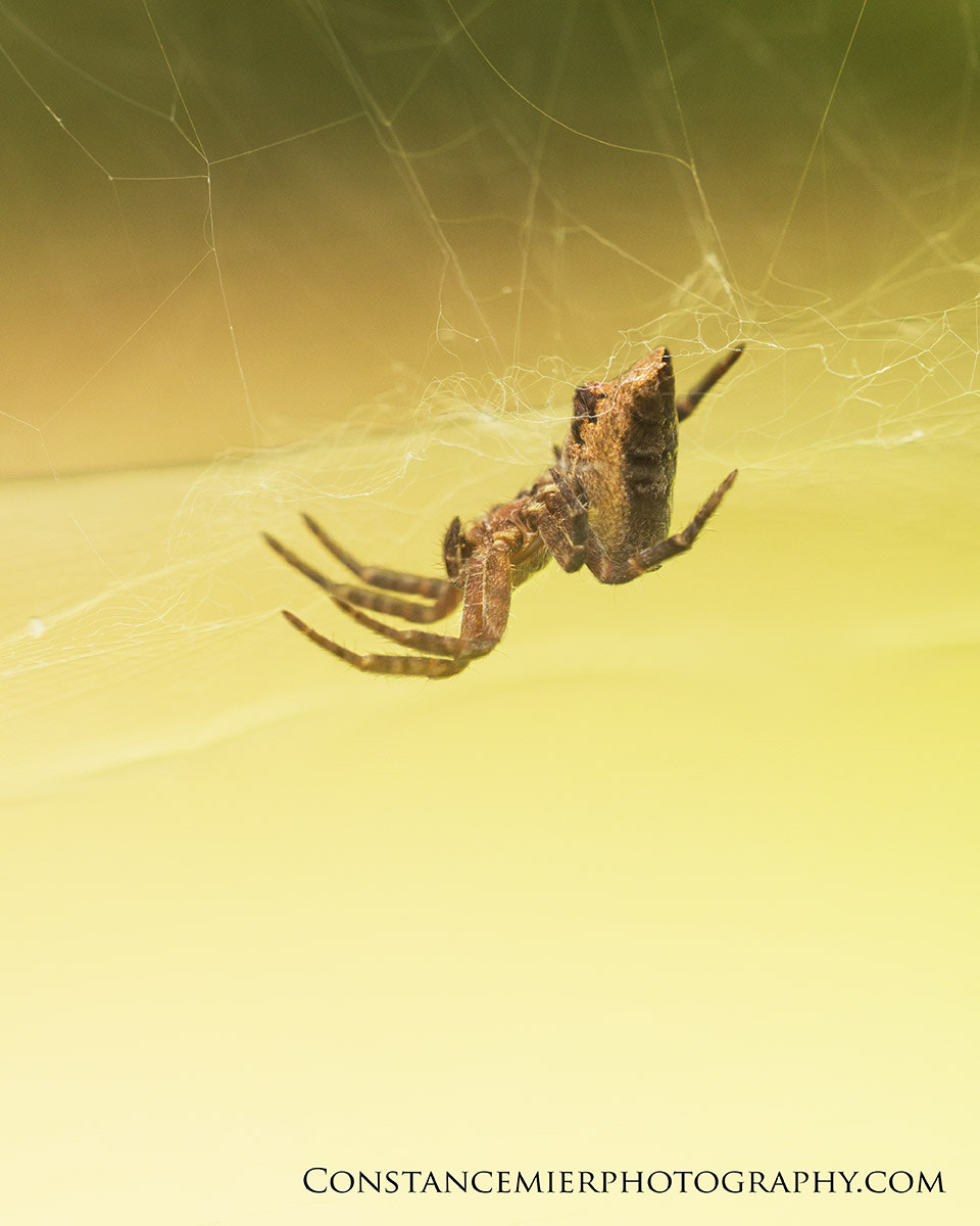 Sony SLT-A77 + Sigma 180mm F3.5 EX DG Macro sample photo. Orbweaver spider photography