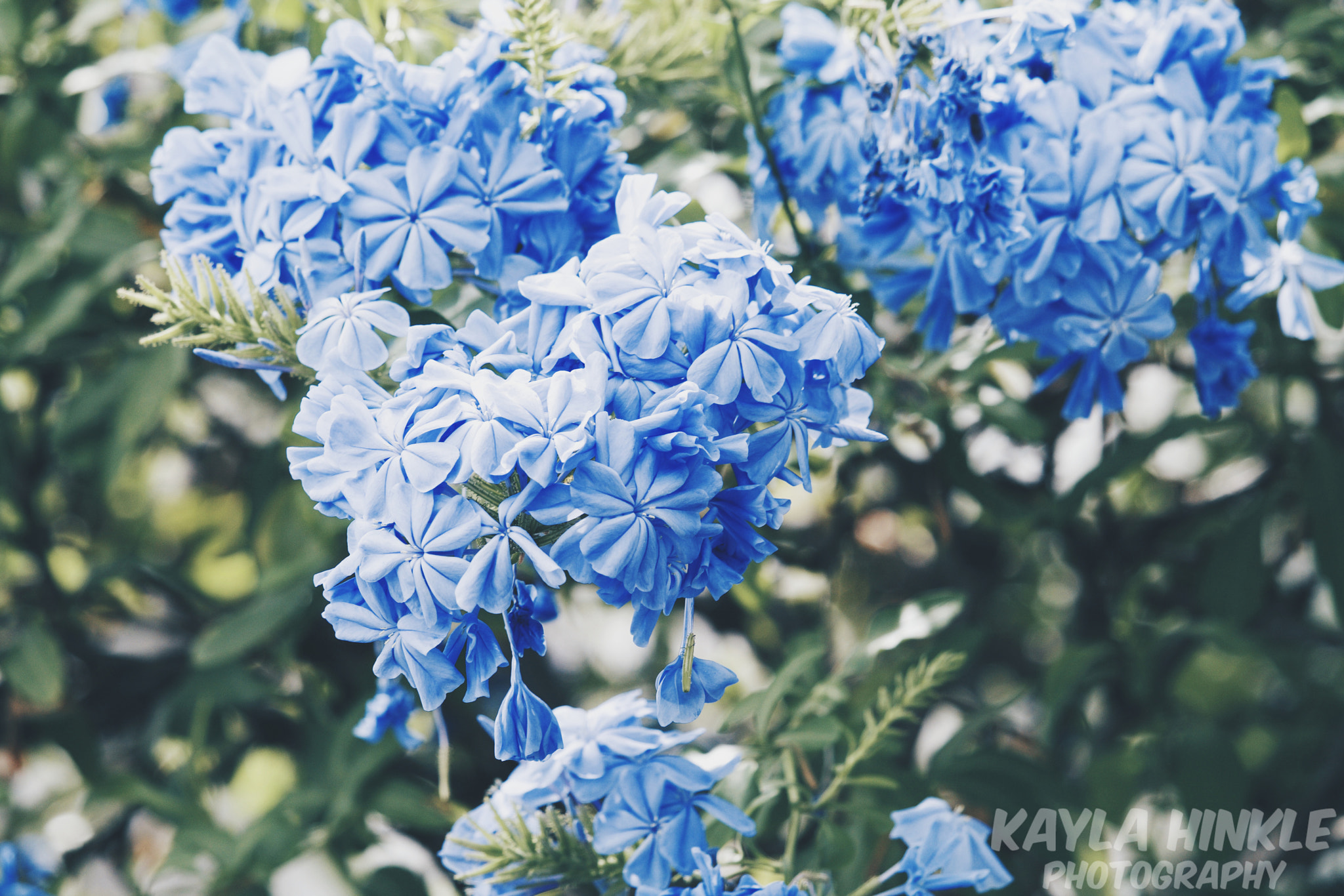 Canon EF-S 55-250mm F4-5.6 IS STM sample photo. Blue photography