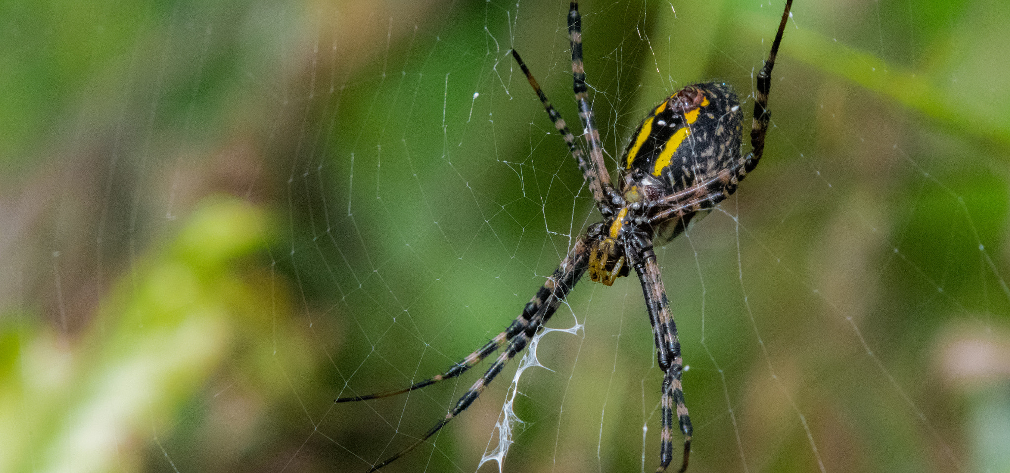 Nikon AF-S Nikkor 200-500mm F5.6E ED VR sample photo. Black & yellow garden spider photography