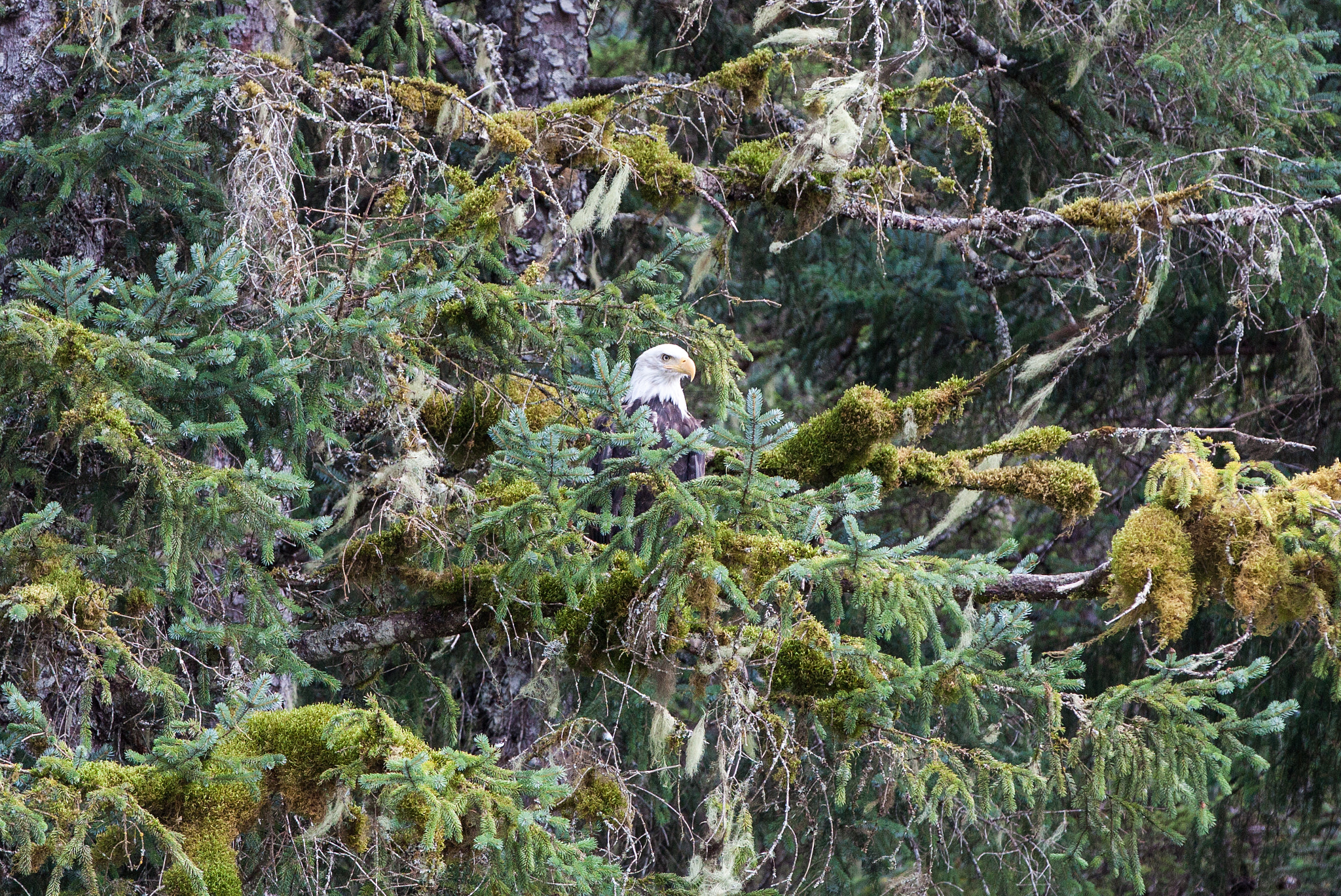Canon EOS 50D sample photo. Bald eagle chilkoot lake photography