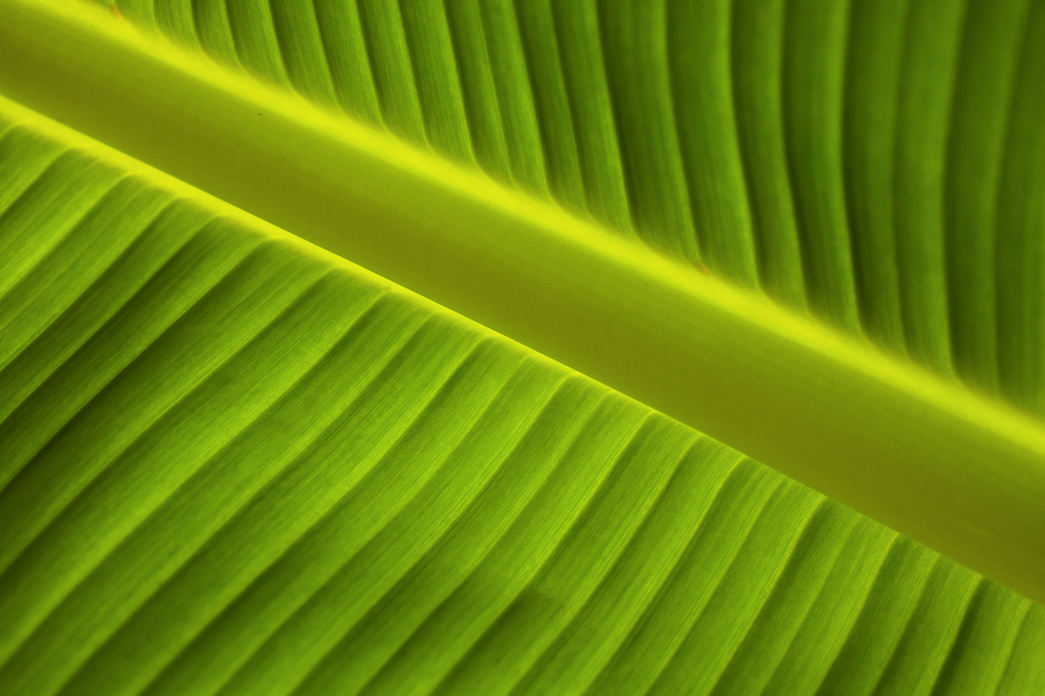 Canon EF 50mm F2.5 Macro sample photo. Banana leaf photography