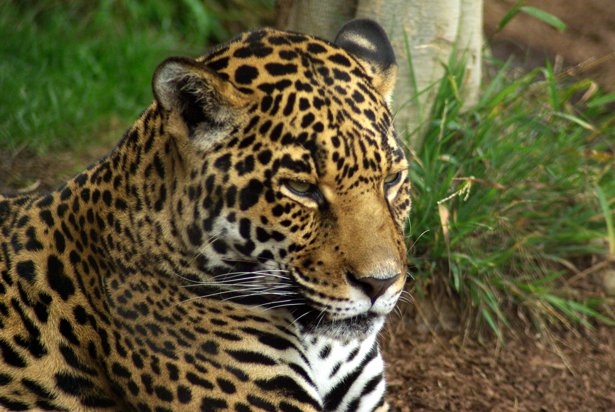 Tamron AF 70-300mm F4-5.6 Di LD Macro sample photo. Leopard photography