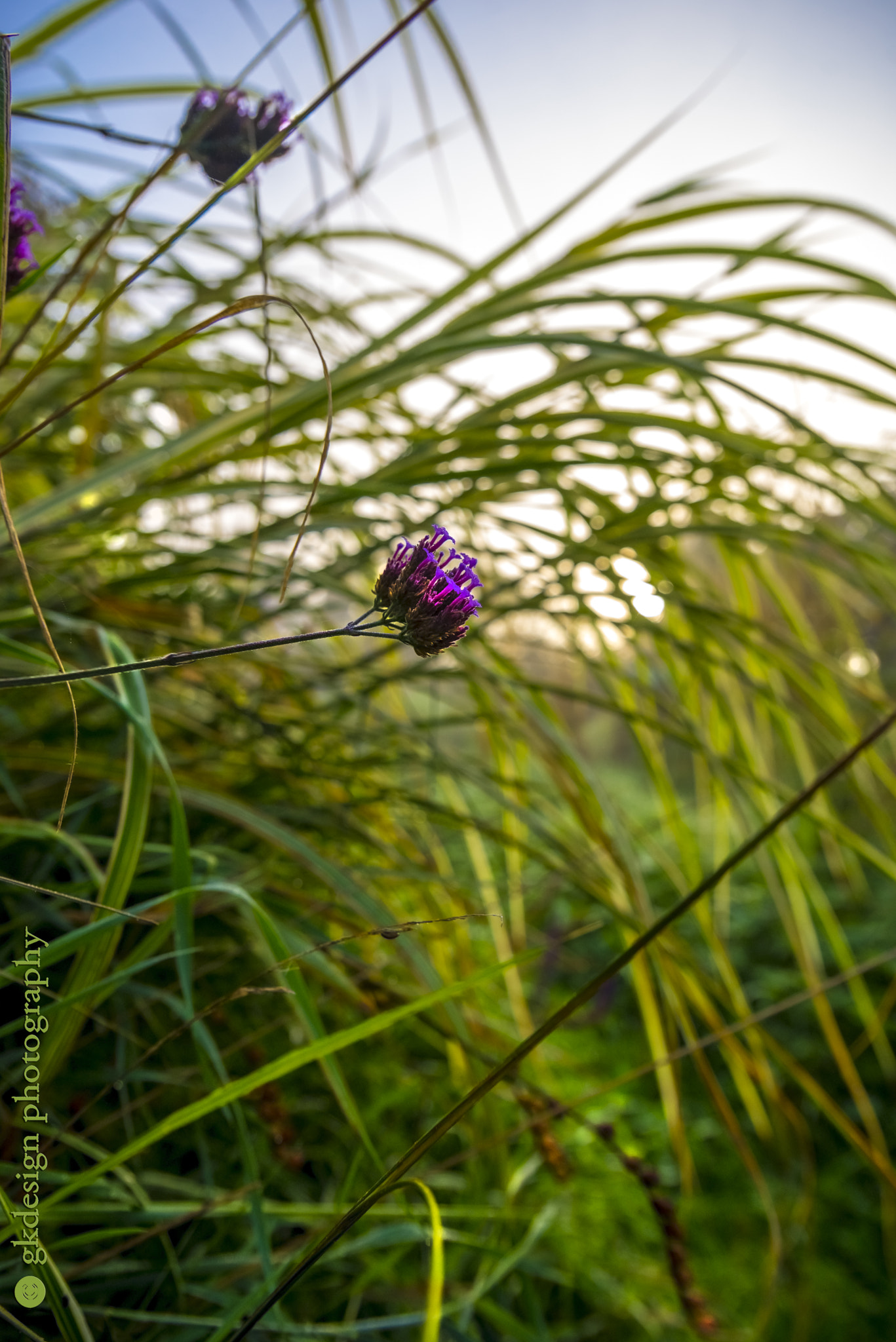 Nikon D610 sample photo. Meadow grasses and verbena flowers photography