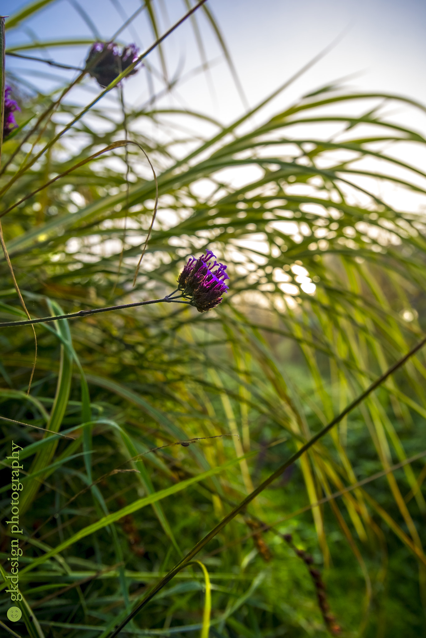 Nikon D610 + Tokina AT-X 17-35mm F4 Pro FX sample photo. Meadow grasses and verbena flowers photography