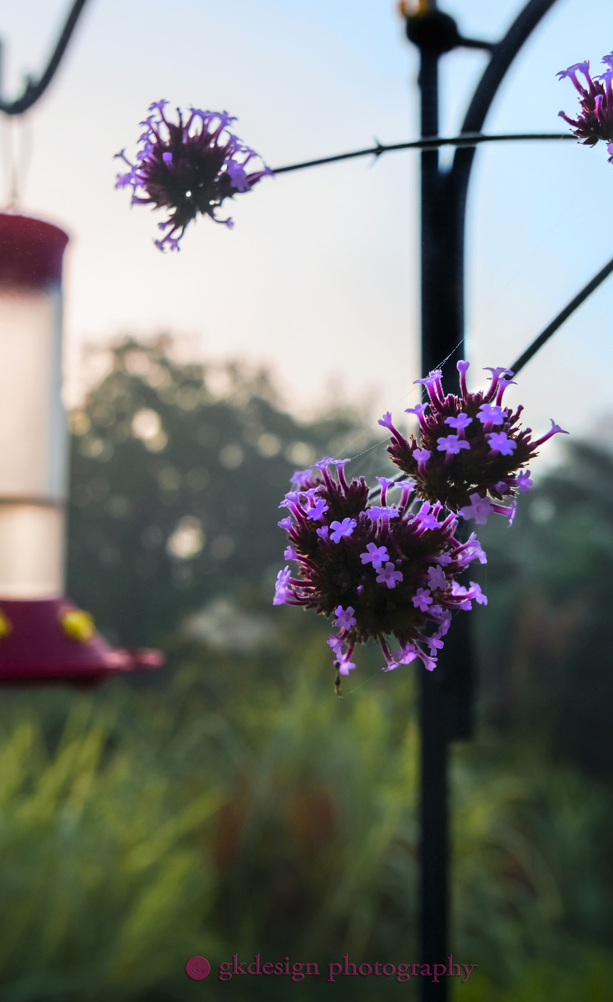 Nikon D610 sample photo. Summer purple photography