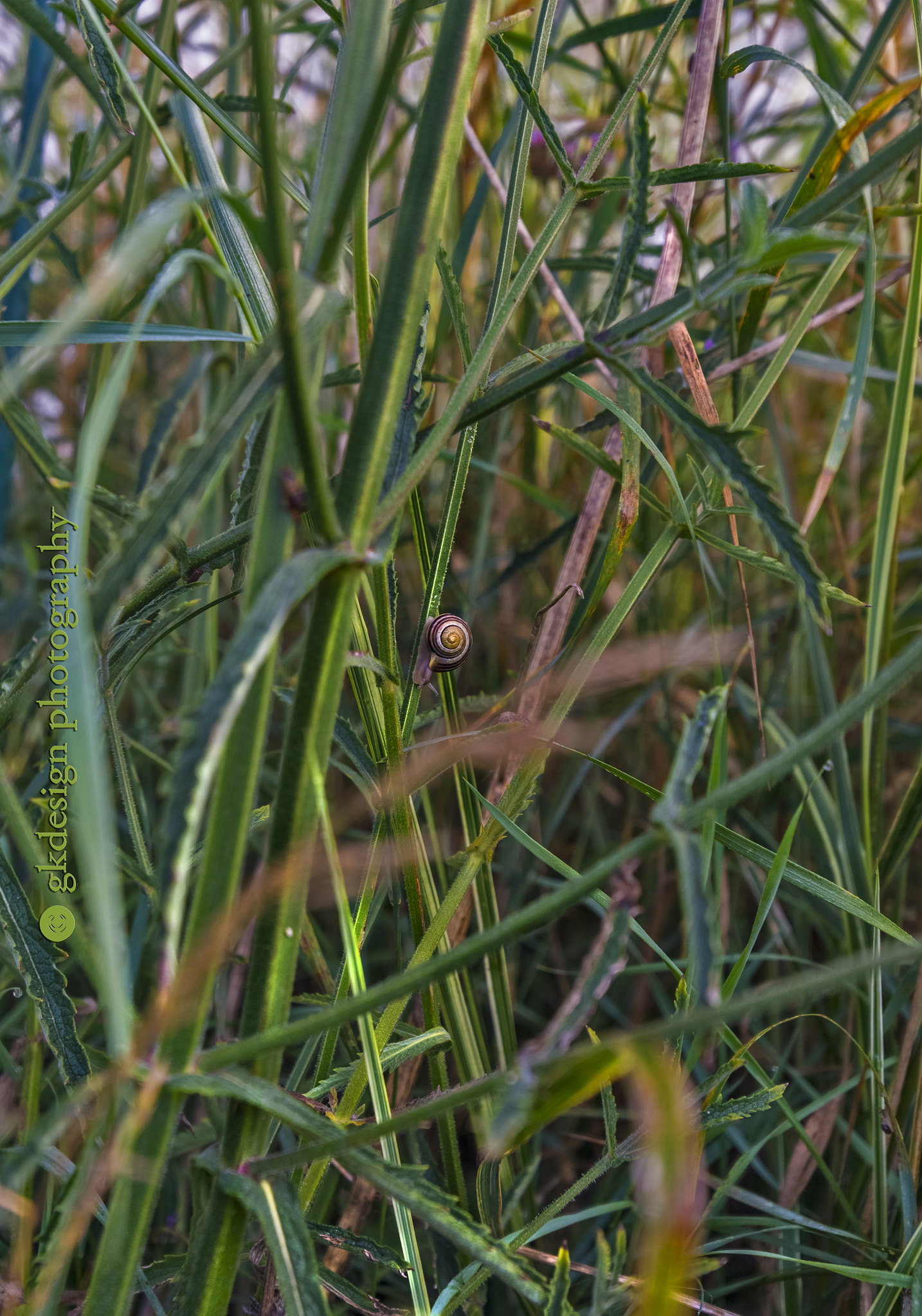 Nikon D610 sample photo. Snail in the meadow photography