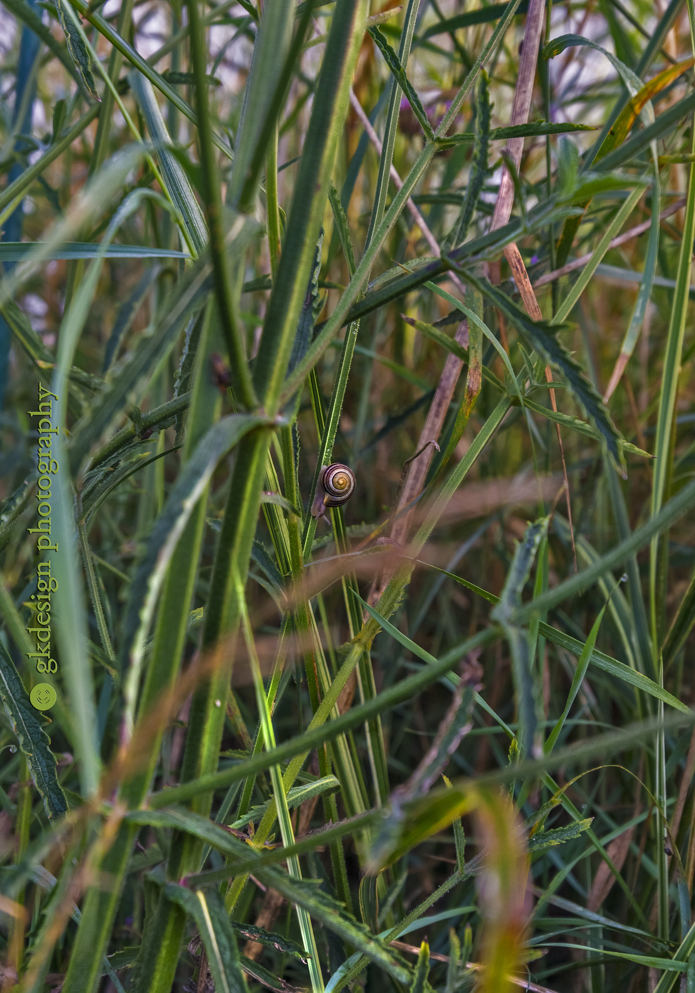 Nikon D610 + Tokina AT-X 17-35mm F4 Pro FX sample photo. Snail in the meadow photography