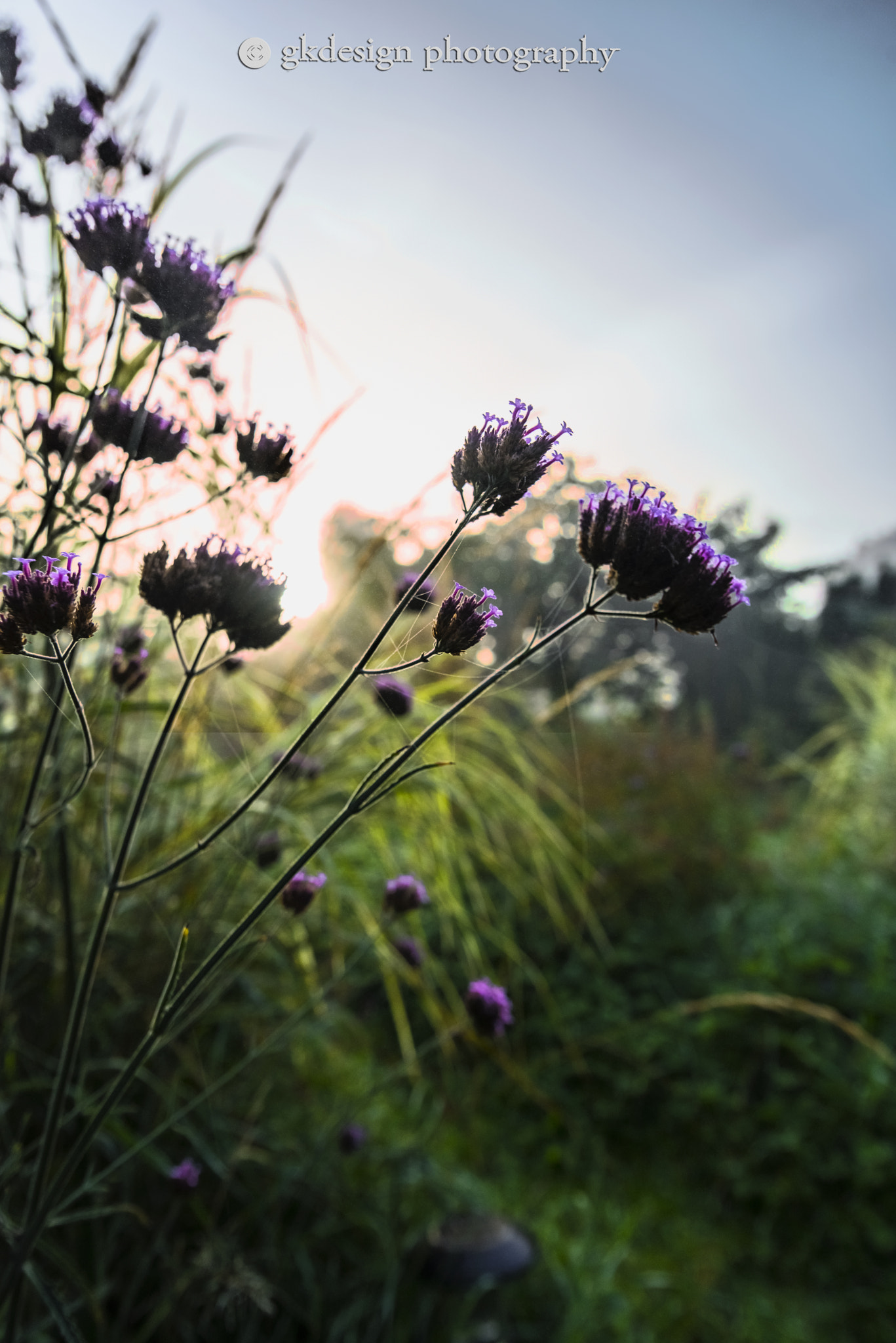 Nikon D610 sample photo. Verbena in the morning light photography