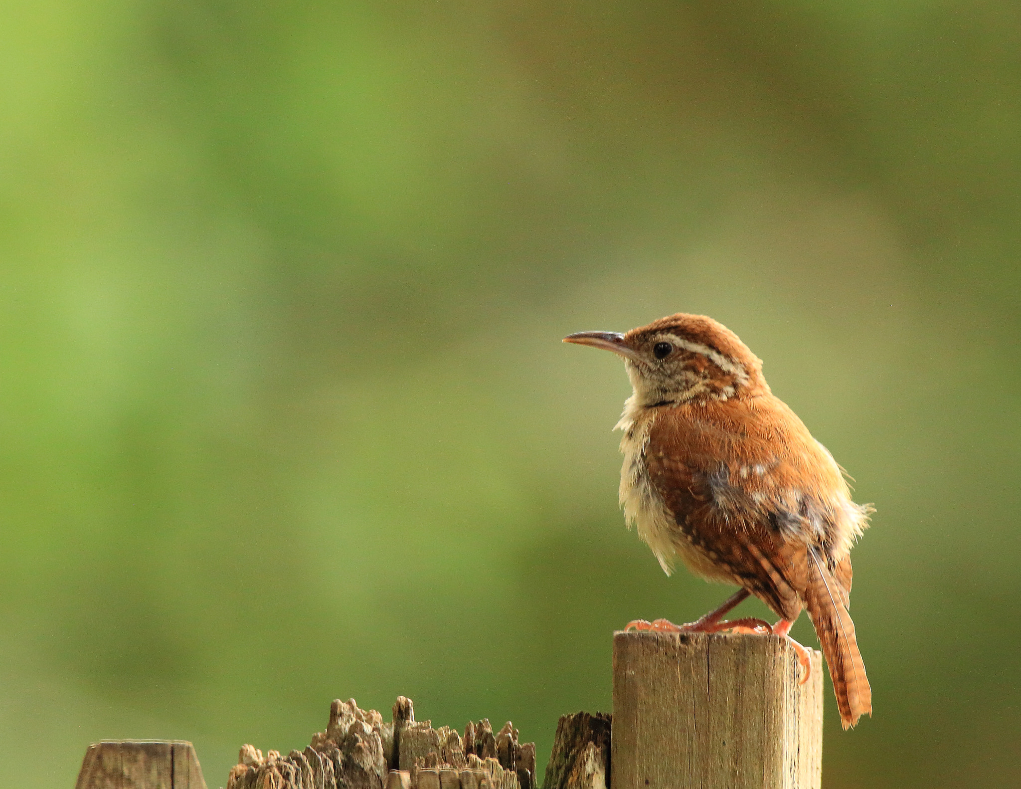 Sigma 150-600mm F5-6.3 DG OS HSM | C sample photo. Wren photography