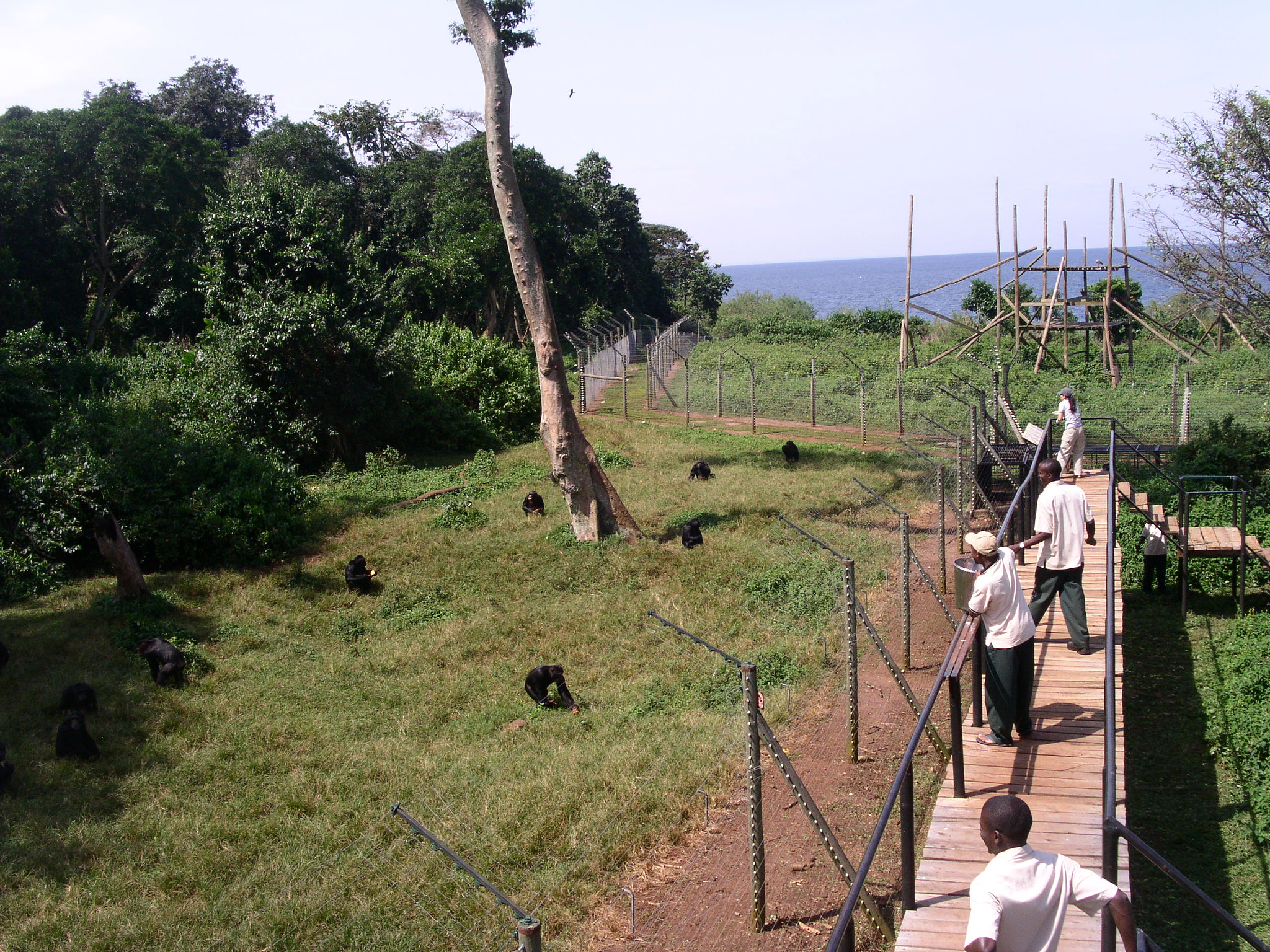 KONICA MINOLTA DiMAGE F300 sample photo. Home for the chimps... ngamba island photography