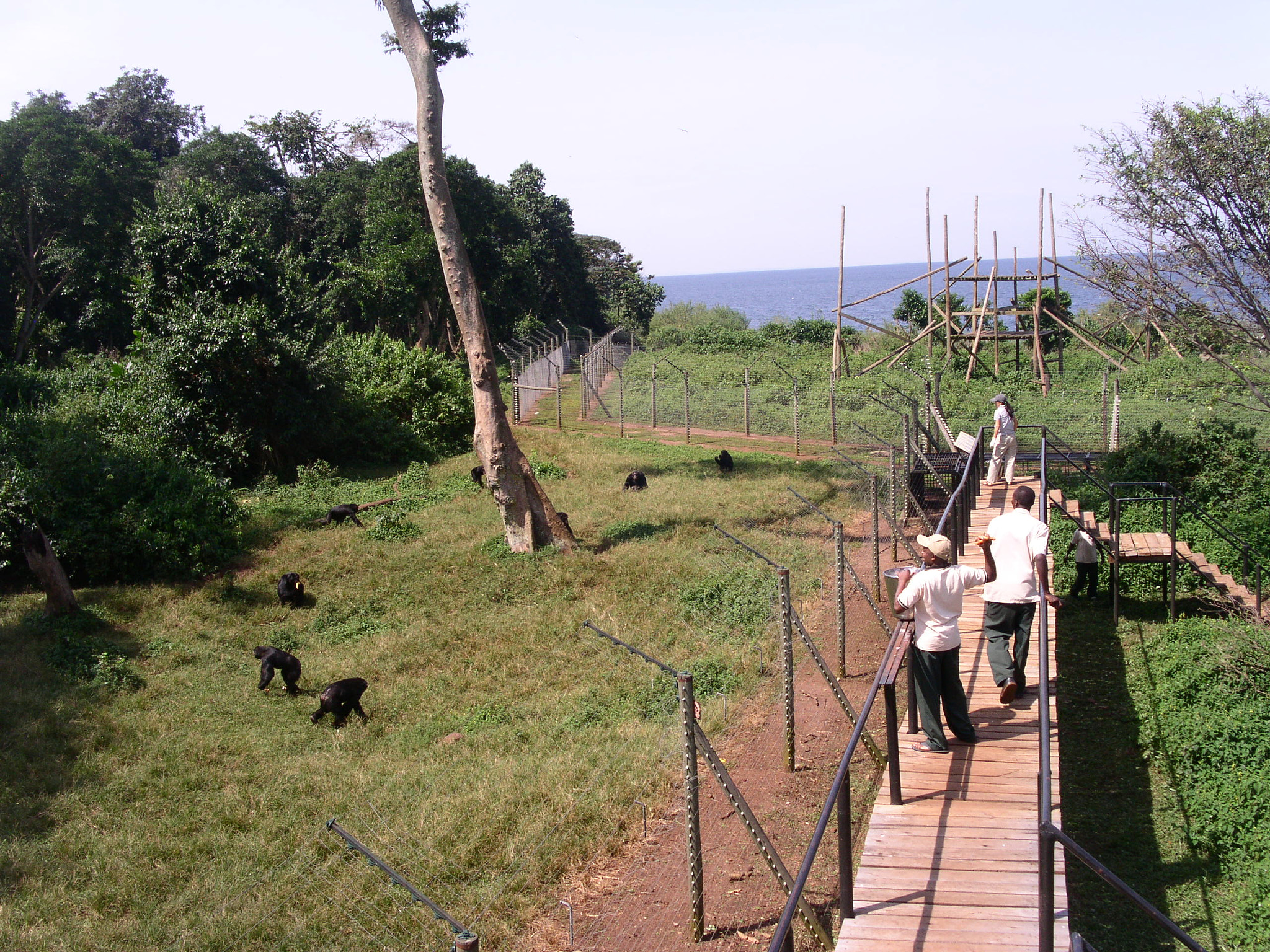 KONICA MINOLTA DiMAGE F300 sample photo. Chimpanzee sanctuary & wildlife conservation trust photography