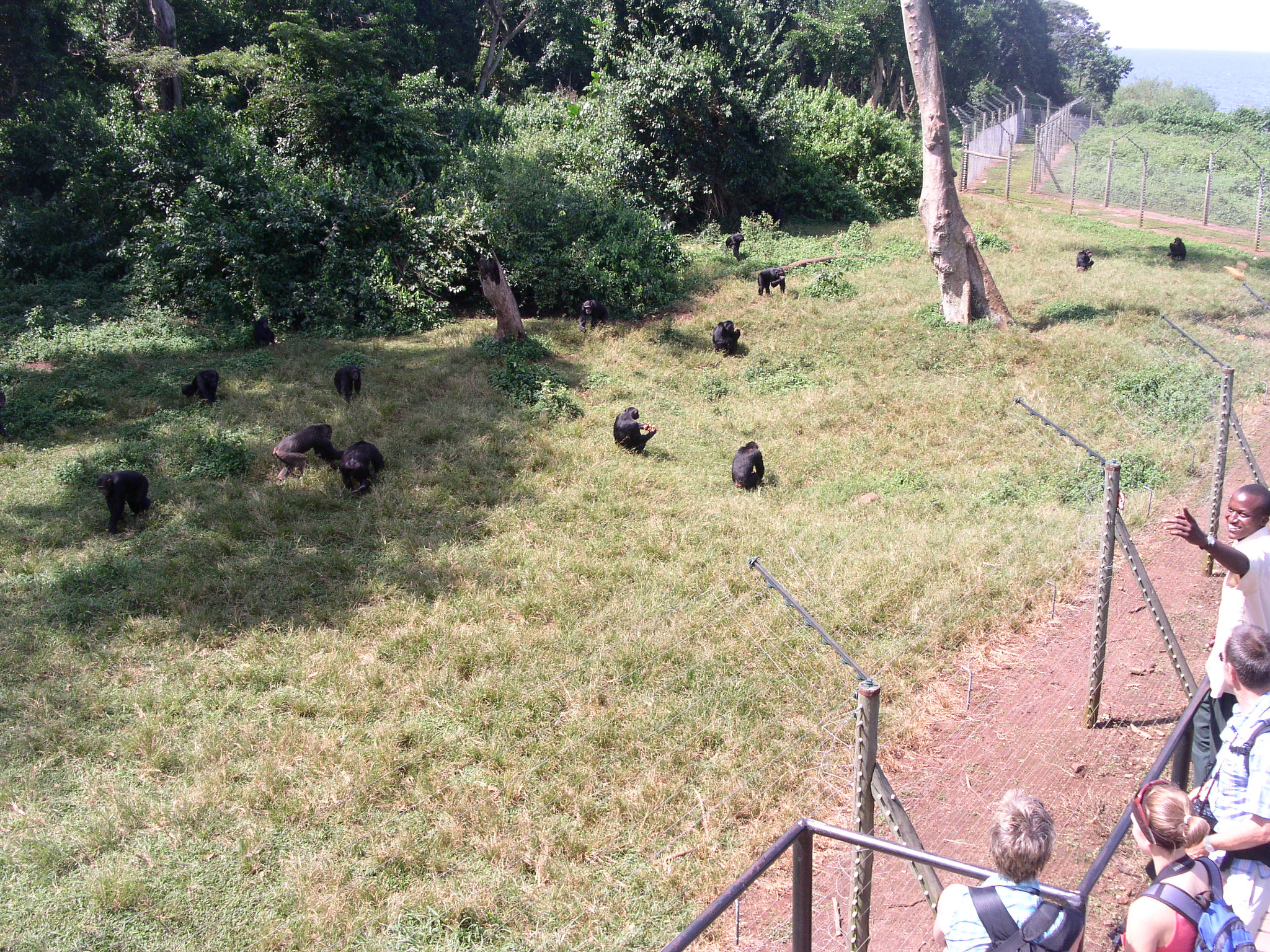 KONICA MINOLTA DiMAGE F300 sample photo. Ngamba island chimpanzee sanctuary photography