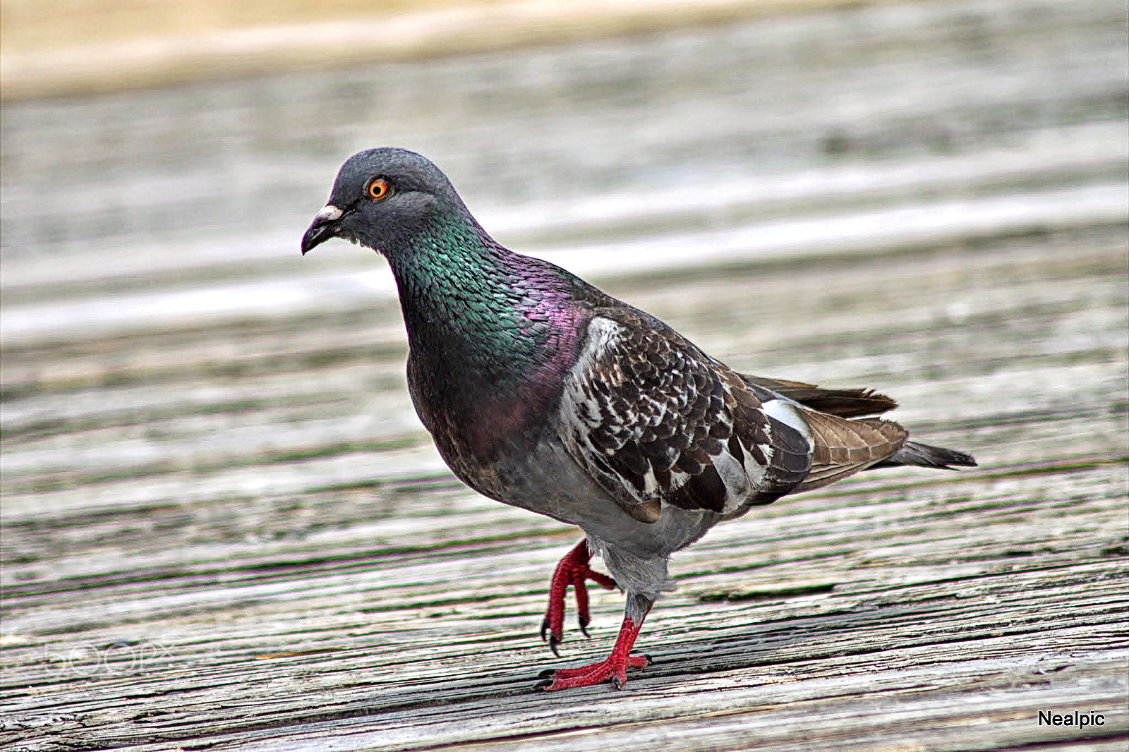 Canon EOS 1100D (EOS Rebel T3 / EOS Kiss X50) sample photo. Pigeon photography
