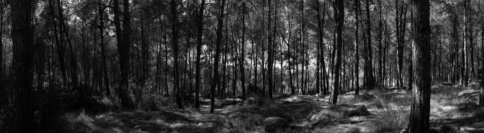 Nikon D610 + Zeiss Milvus 35mm f/2 sample photo. Black forest photography