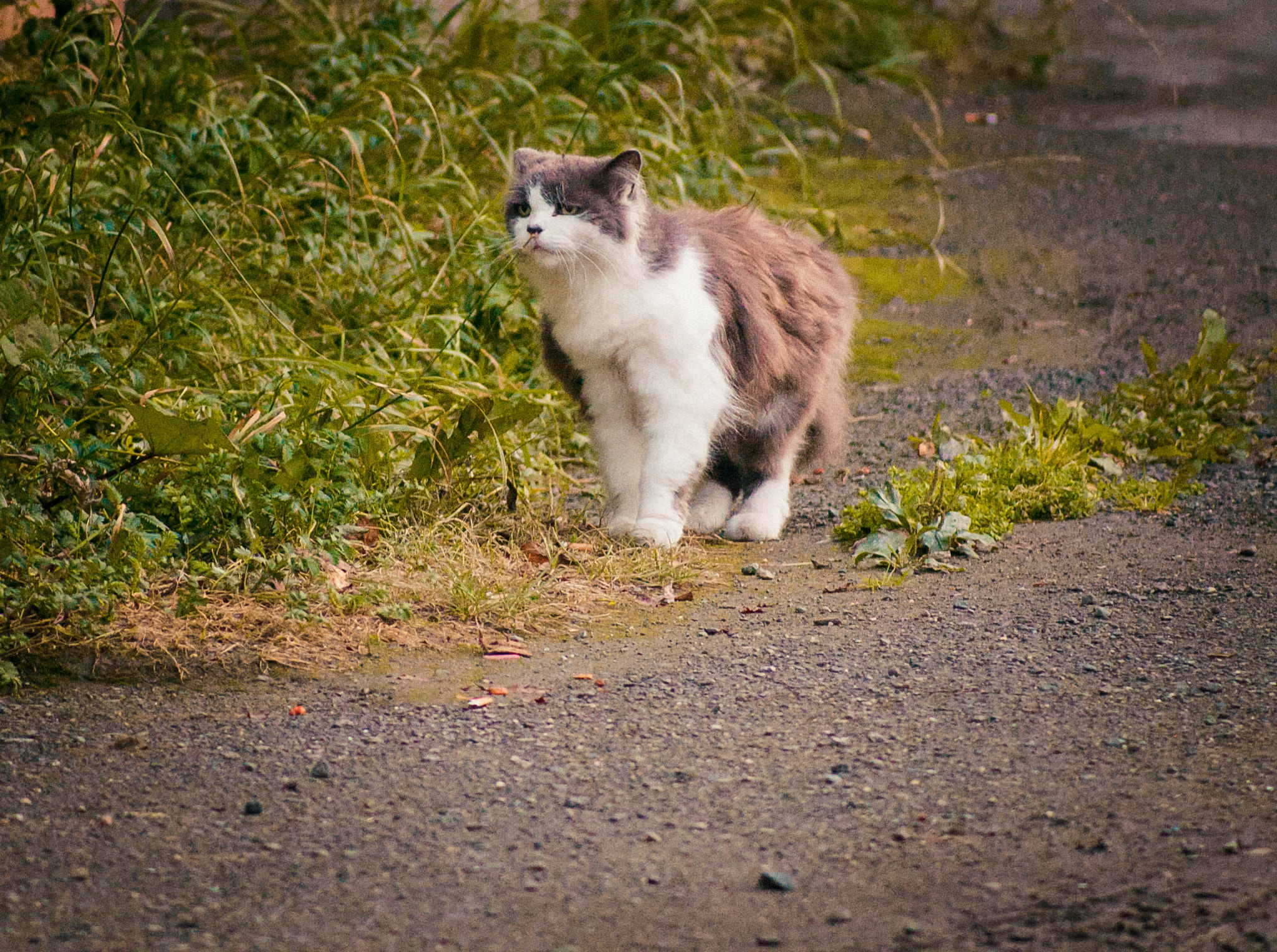 Canon EF 80-200mm f/4.5-5.6 USM sample photo