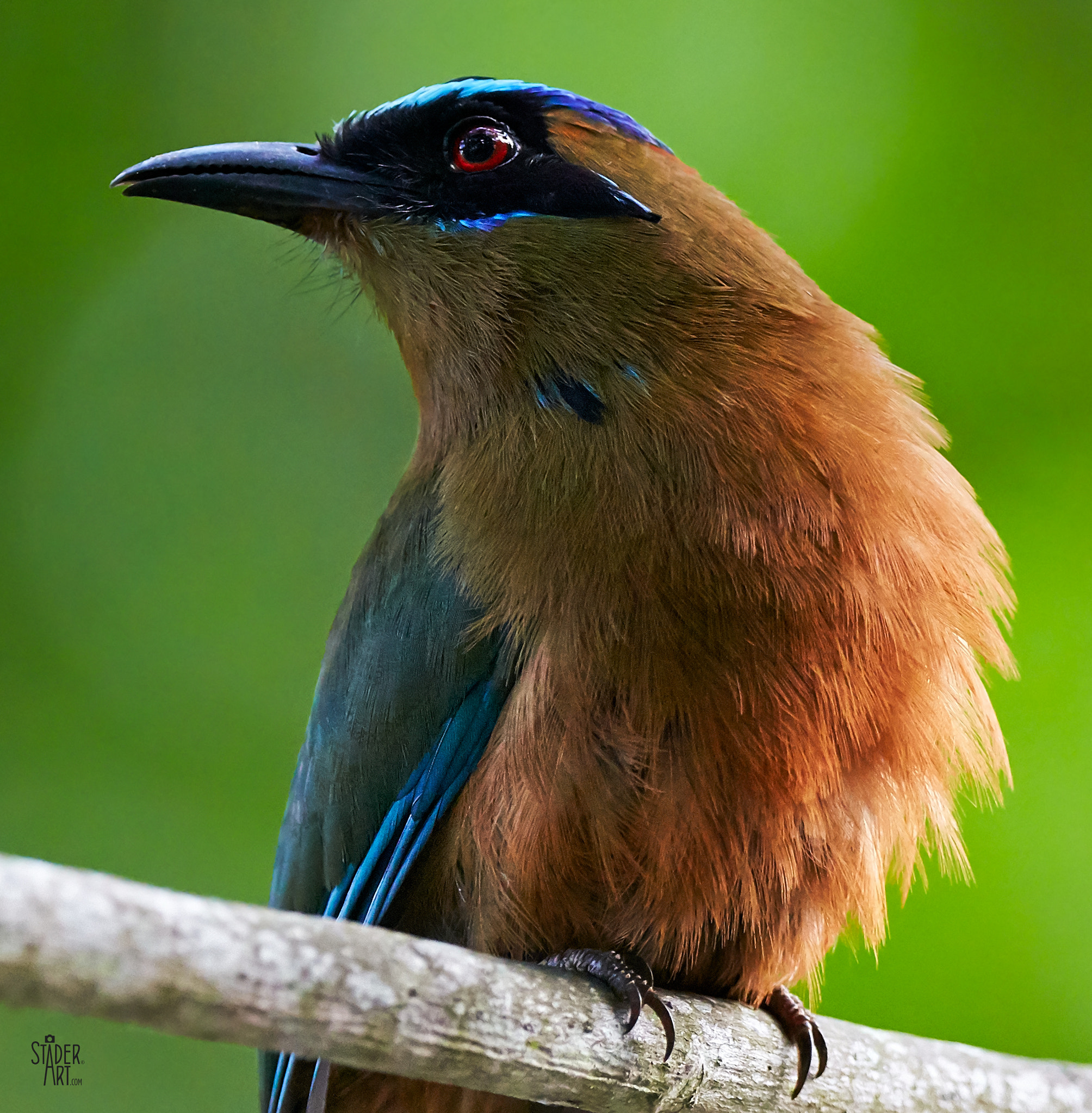 Canon EF 400mm F2.8L IS II USM sample photo. How do i look today? photography