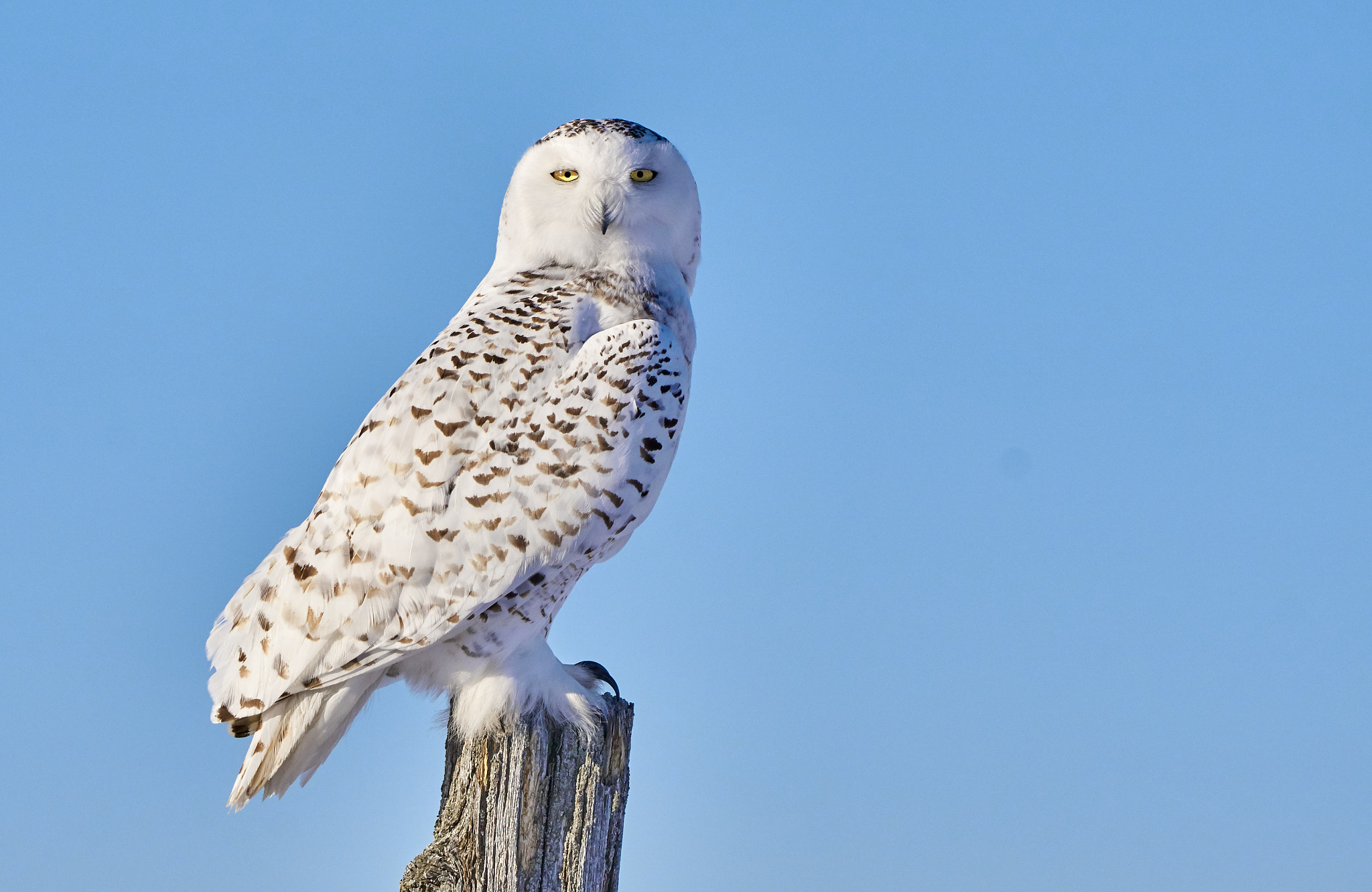 Sony 70-400mm F4-5.6 G SSM II sample photo. Snowy owl photography