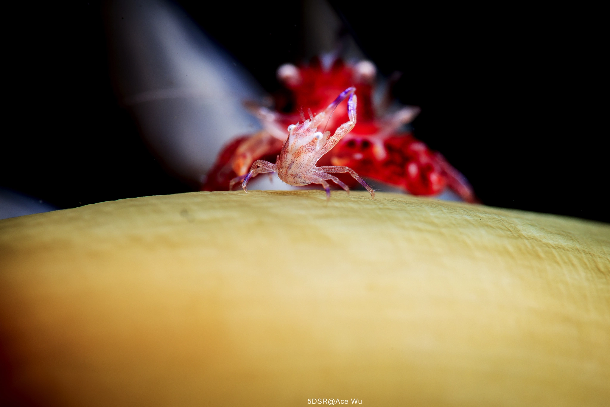 Canon EF 100mm F2.8L Macro IS USM sample photo. Hello there ！ photography