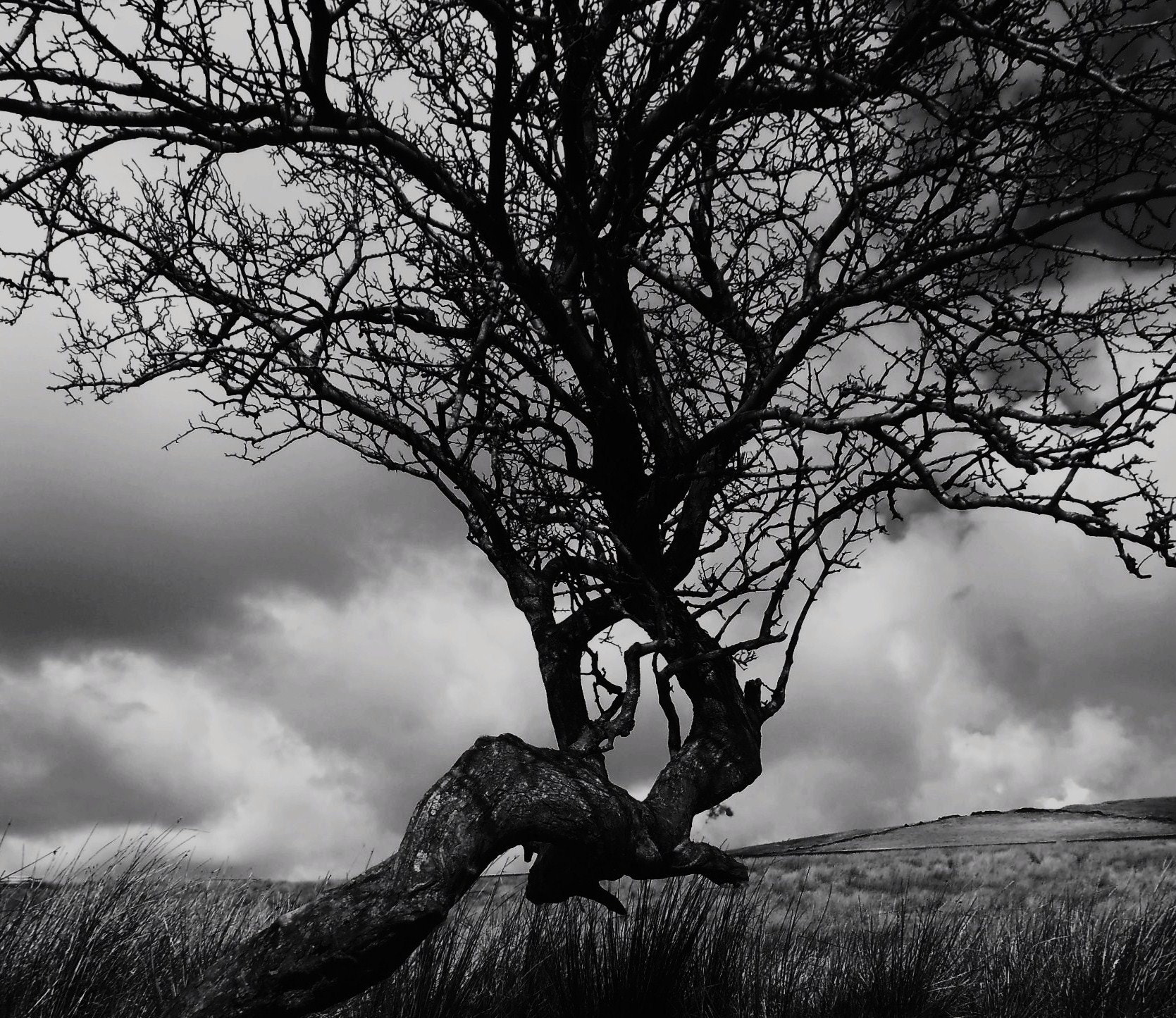 Fujifilm FinePix JZ200/JZ210 sample photo. Twisted tree photography