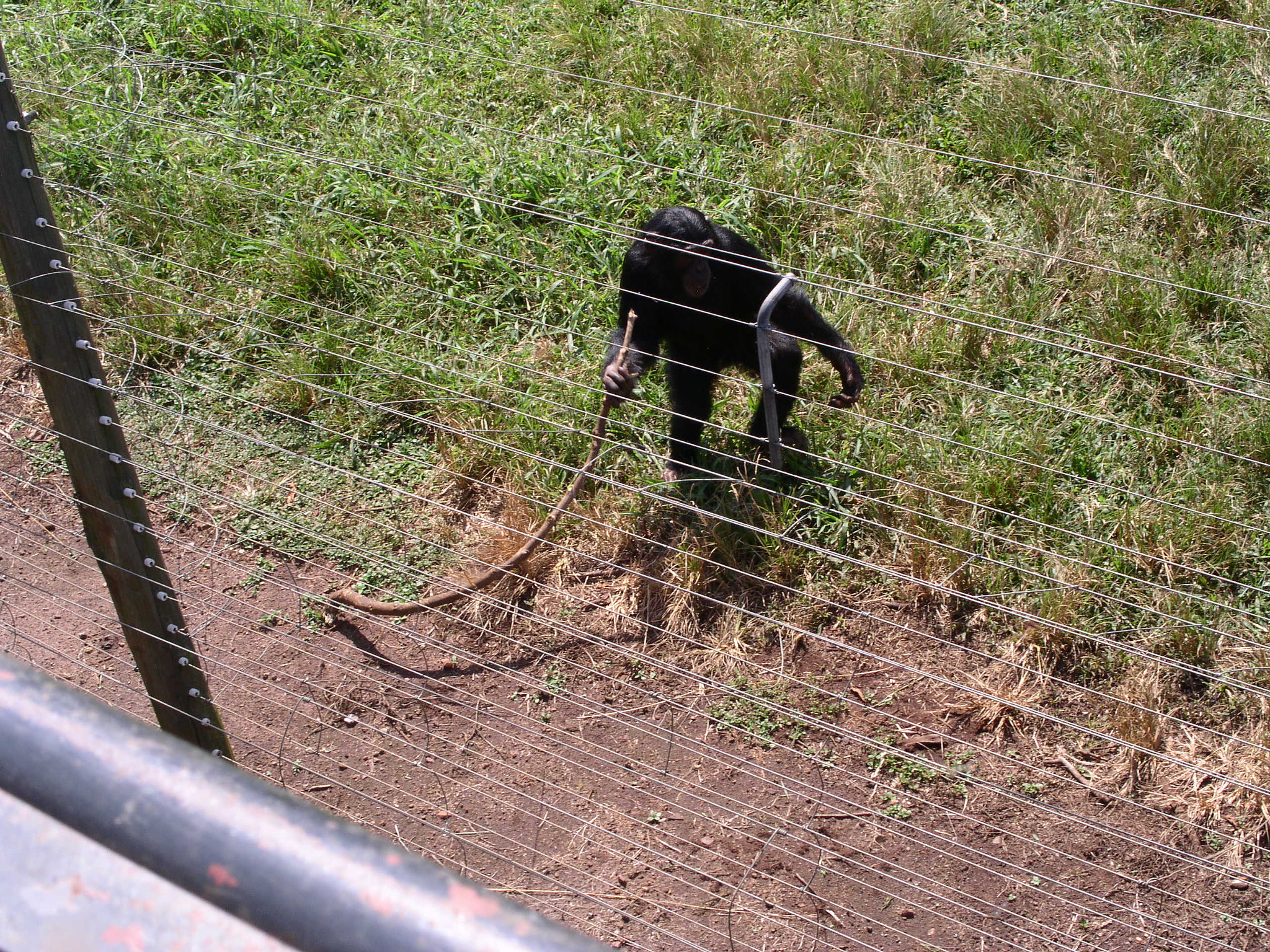 KONICA MINOLTA DiMAGE F300 sample photo. The hurling chimpanzee :) photography