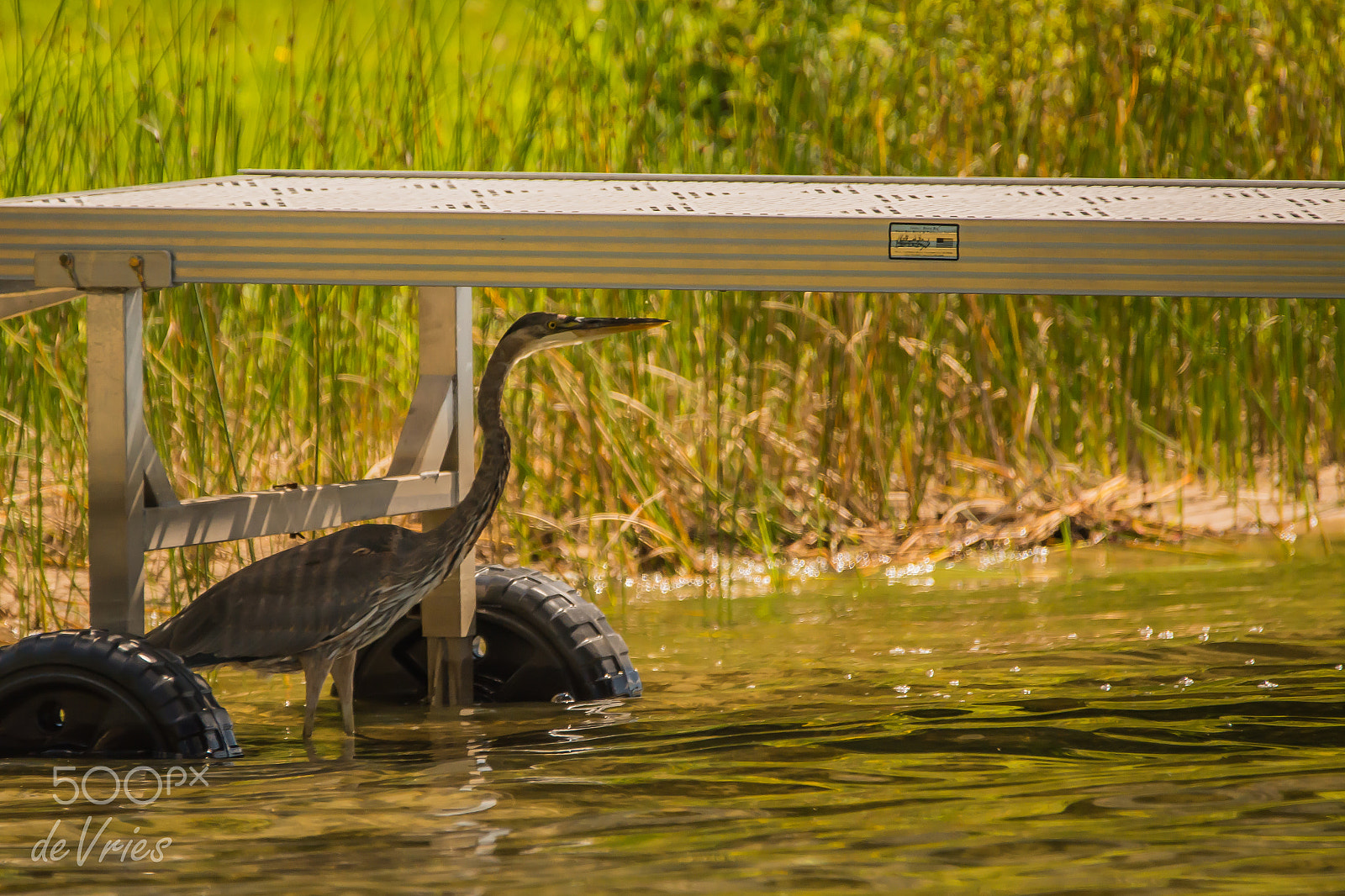 Sigma 120-400mm F4.5-5.6 DG OS HSM sample photo. Waiting . . . photography