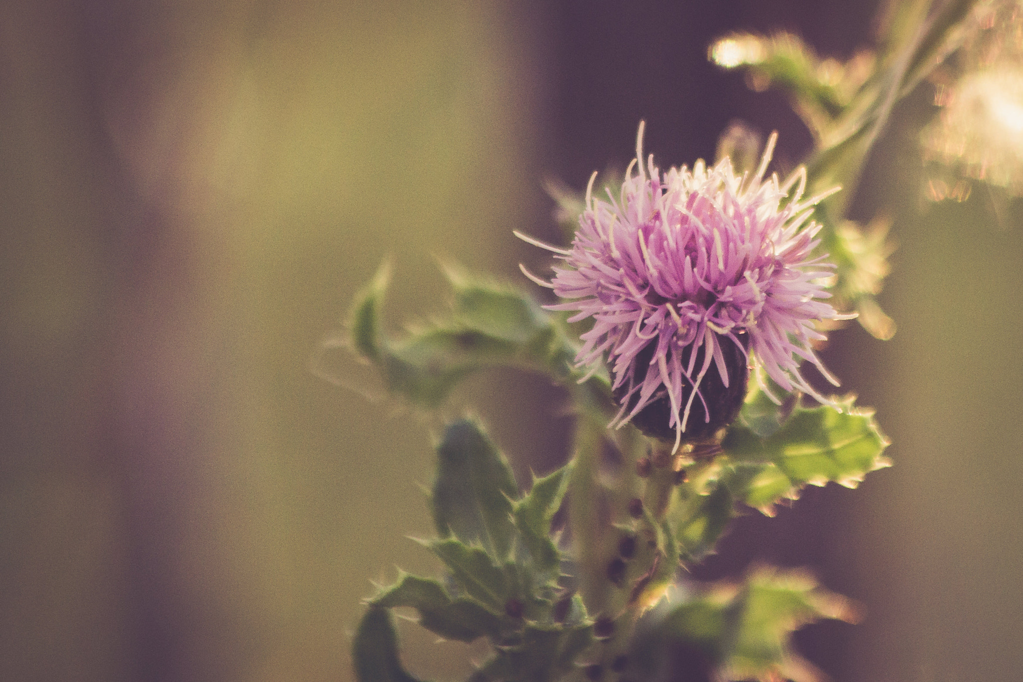 Canon EF 70-300mm F4-5.6 IS USM sample photo. Img photography