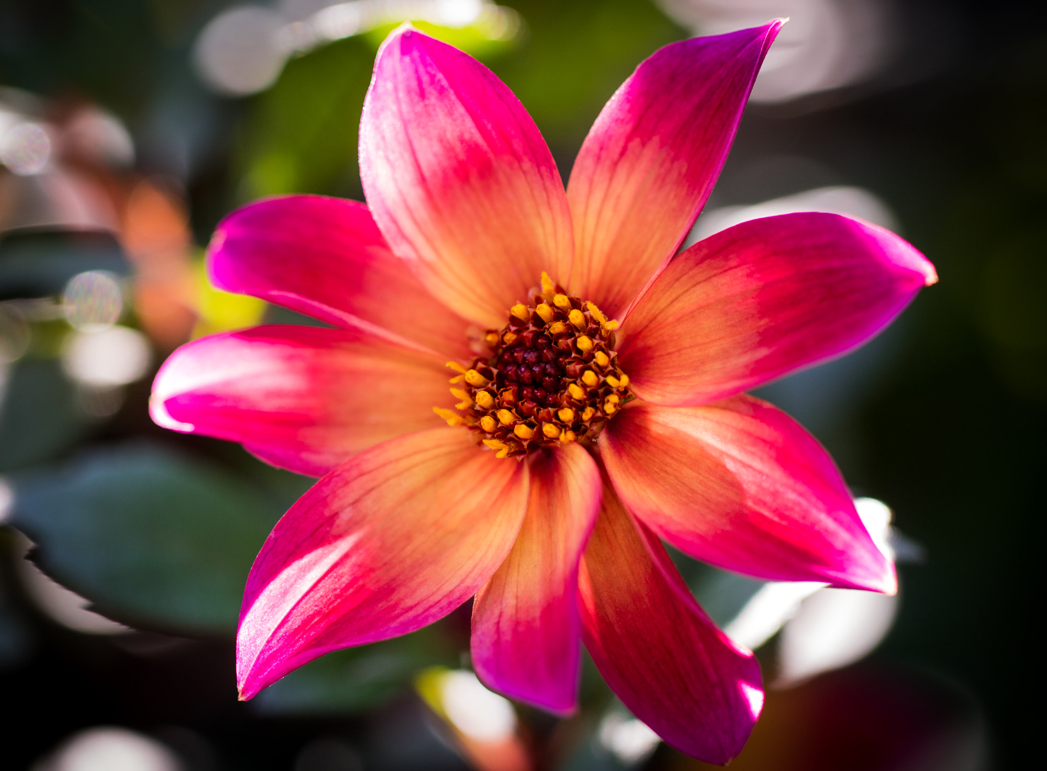 Canon EF 100mm F2.8L Macro IS USM sample photo. Pink blossom yellow center photography