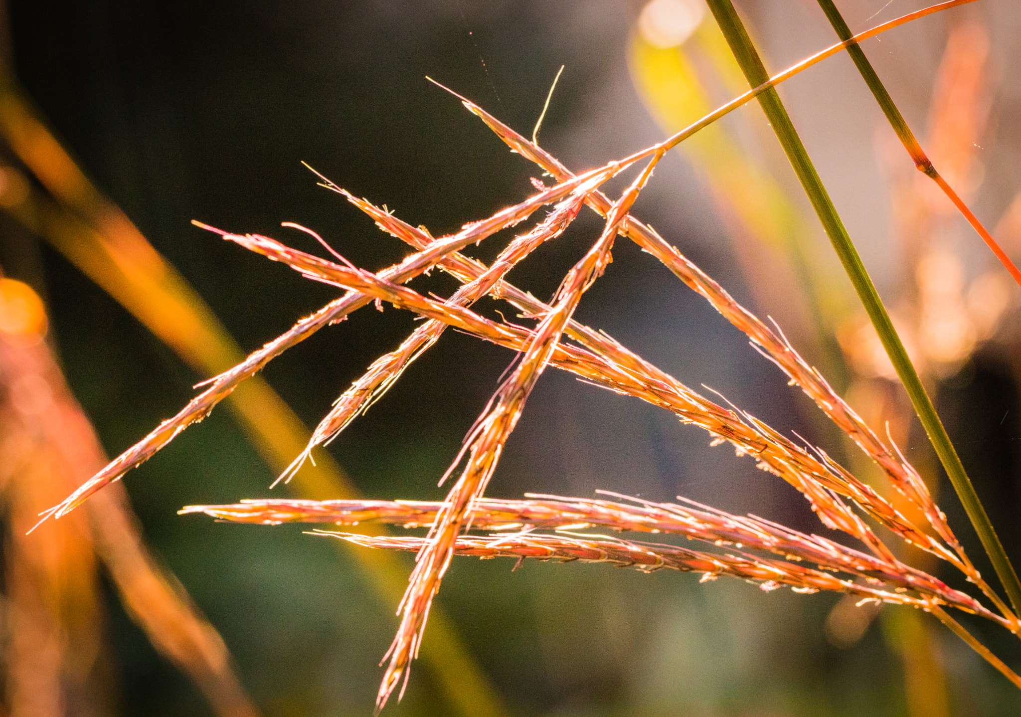 Canon EF 100mm F2.8L Macro IS USM sample photo. Golden grass in the light photography