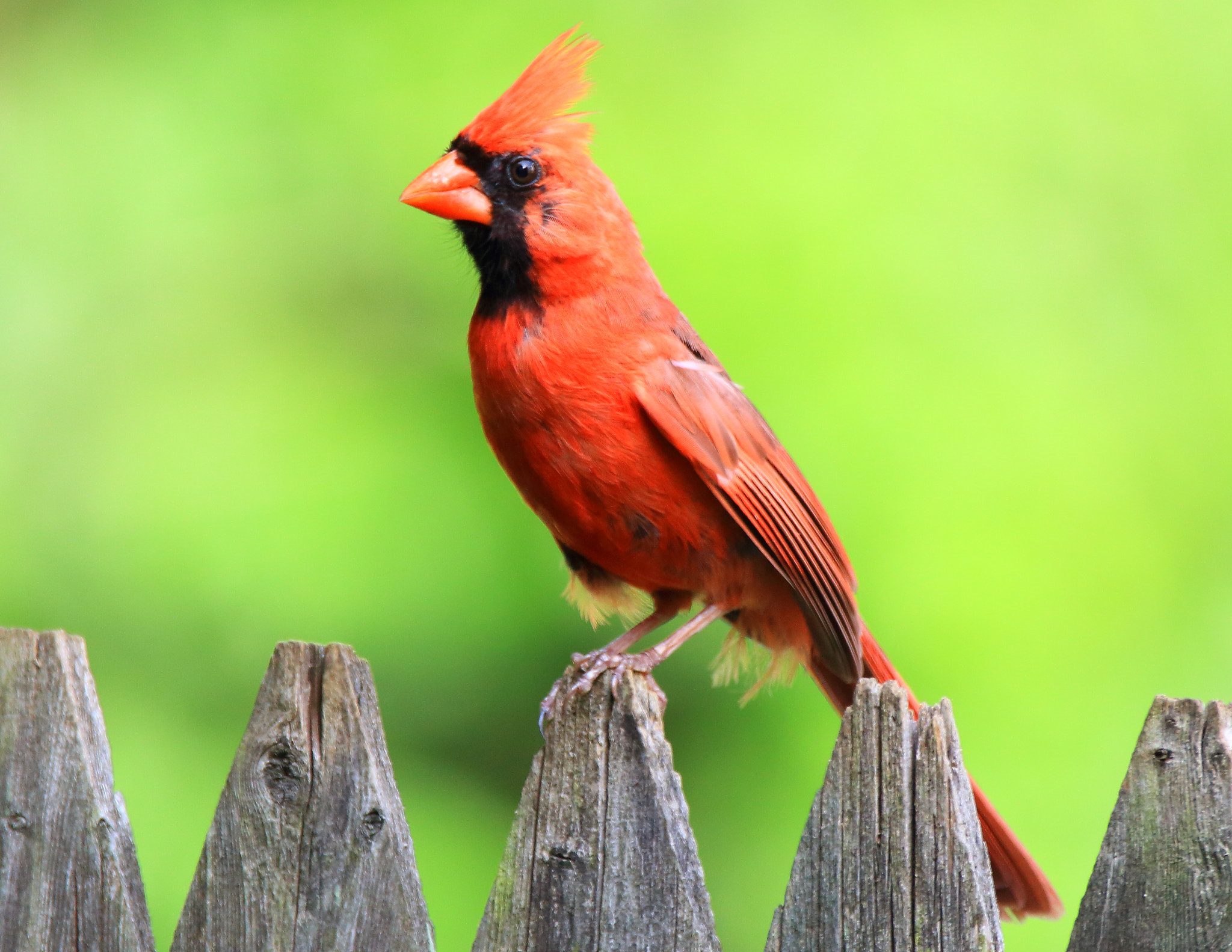 Sigma 150-600mm F5-6.3 DG OS HSM | C sample photo. Male cardinal photography