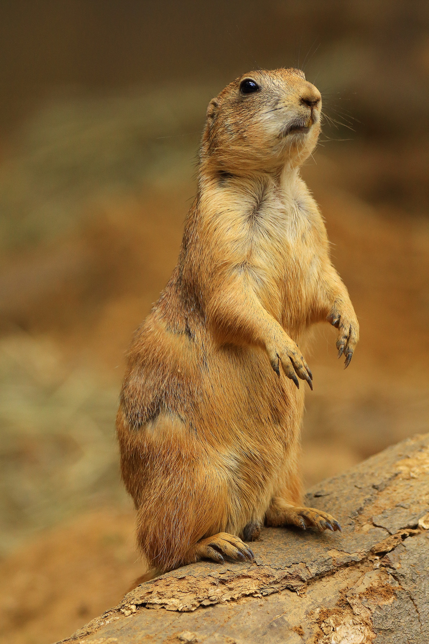 Sigma 150-600mm F5-6.3 DG OS HSM | C sample photo. Prairie dog photography