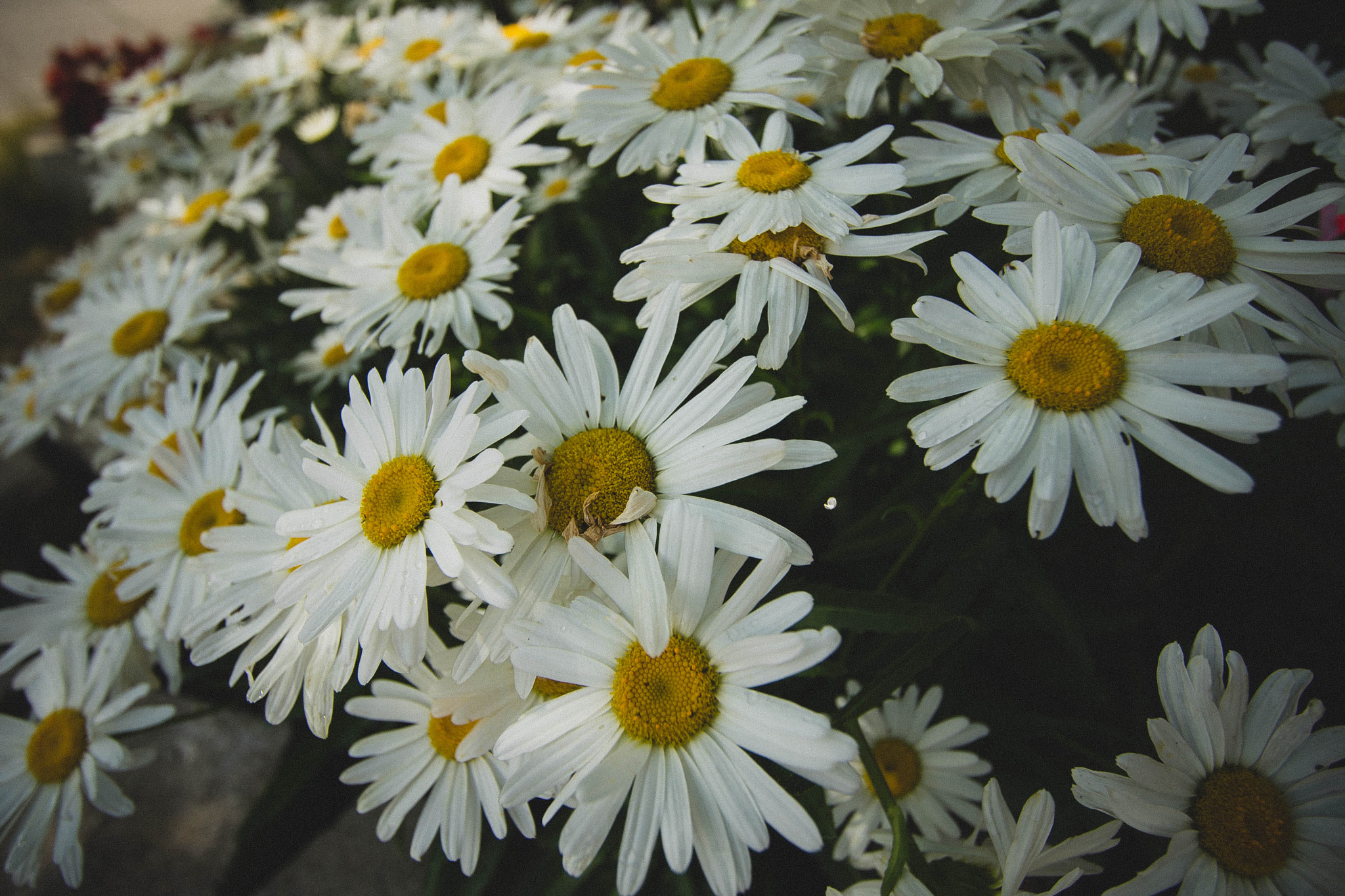 Sony a7 + Canon EF-S 10-22mm F3.5-4.5 USM sample photo. Summer daisies photography