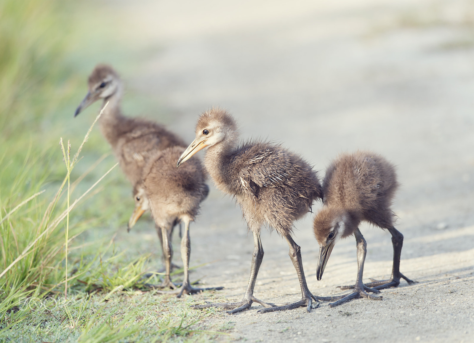 Nikon D800 + Nikon AF-S Nikkor 300mm F4D ED-IF sample photo. Limpkin chicks in florida wetlands photography