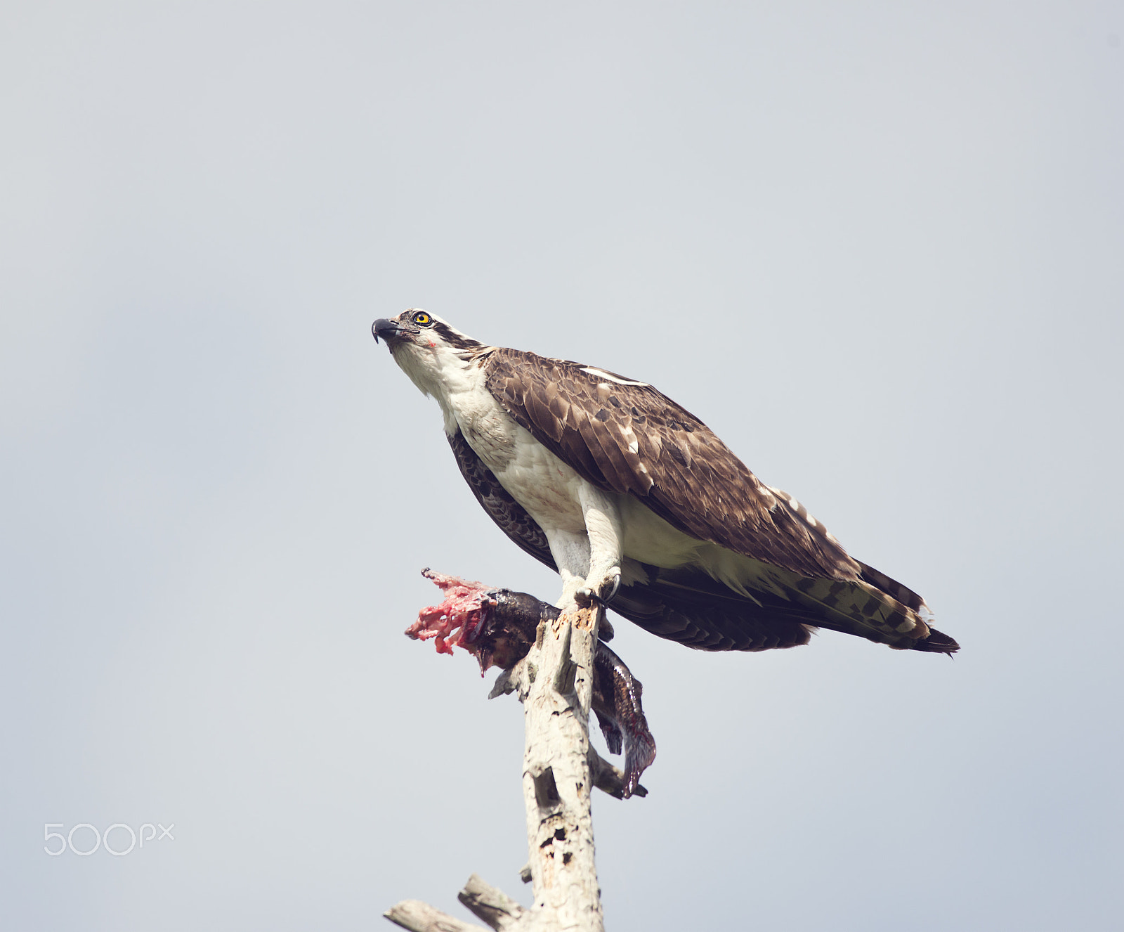 Nikon D800 + Nikon AF-S Nikkor 300mm F4D ED-IF sample photo. Osprey feeding on fish photography