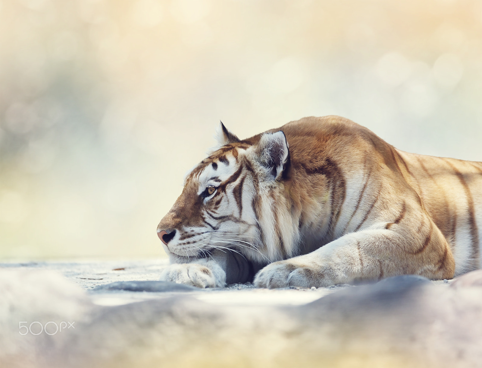 Nikon D800 + Nikon AF-S Nikkor 300mm F4D ED-IF sample photo. Tiger resting on a rock photography